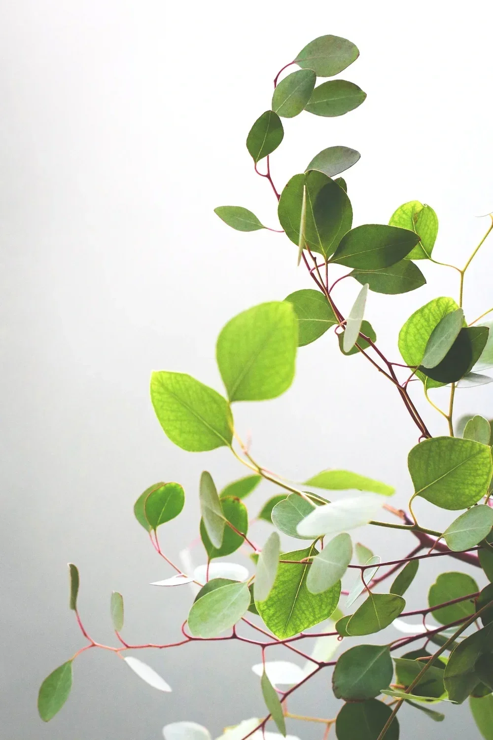 Green leafy plant with oval-shaped leaves on reddish stems against a white background.