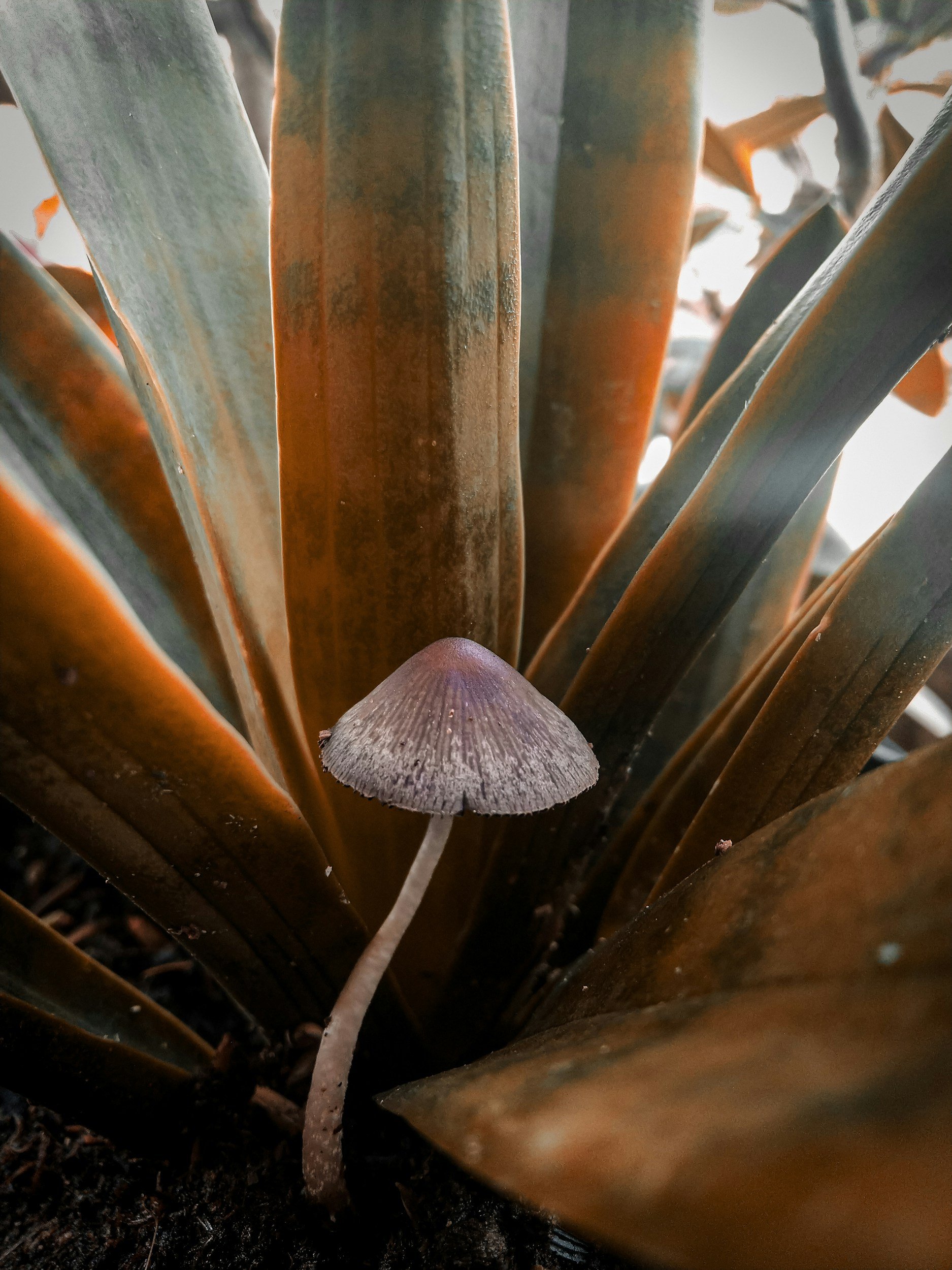 Small mushroom growing among large, brown and green leaves.