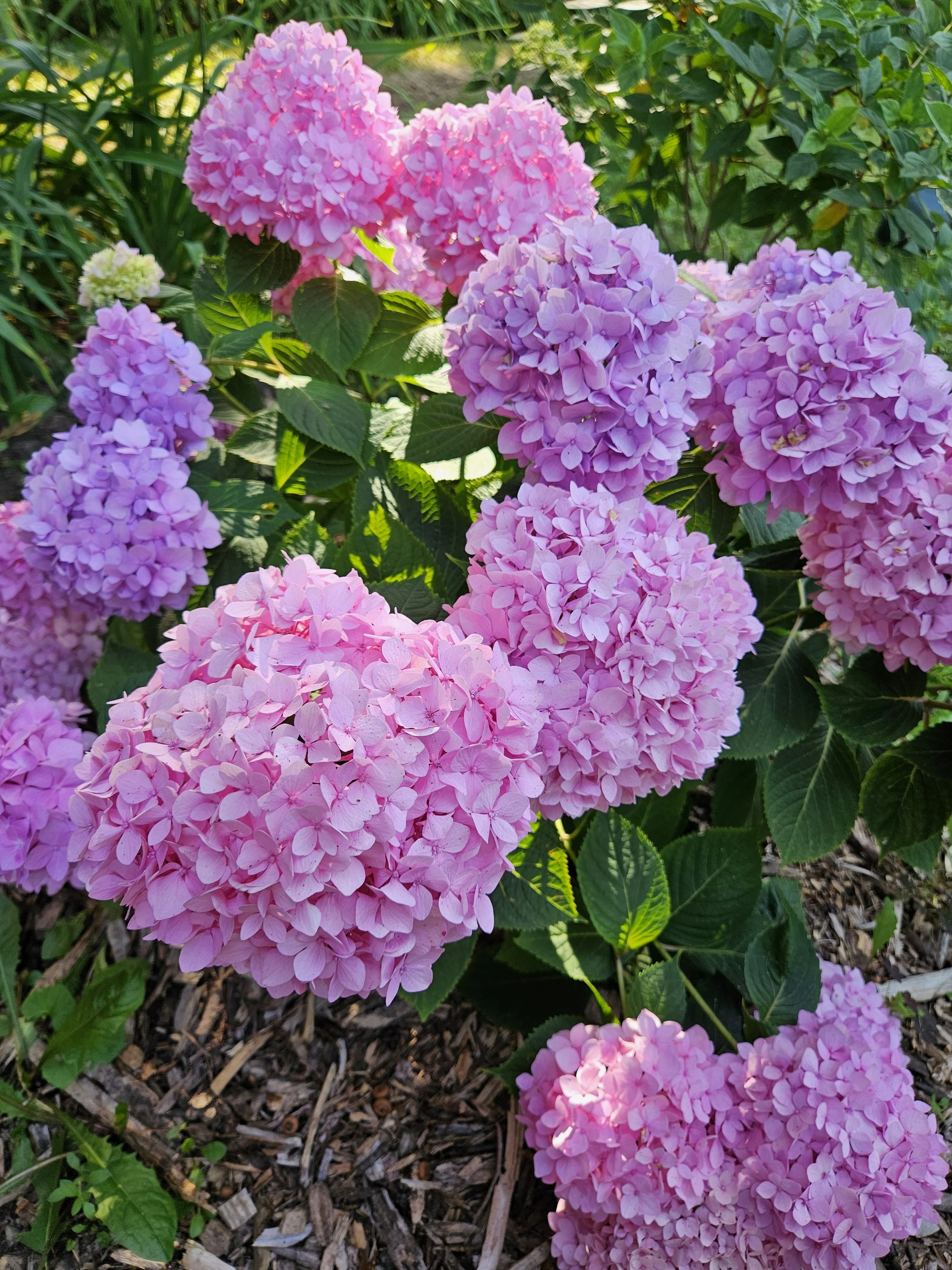 20250729_171019.jpg