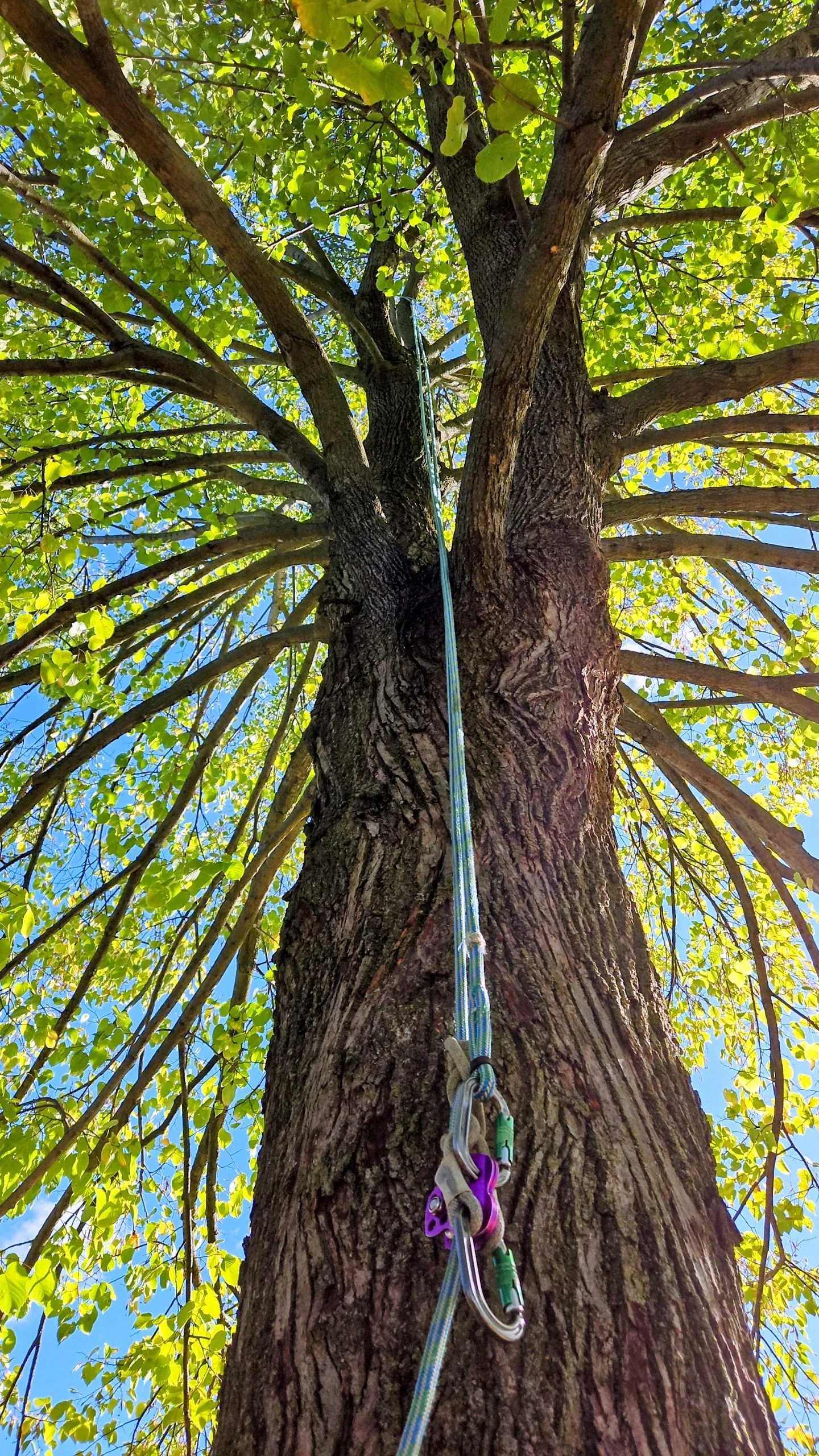 Climbing, pruning, tree work