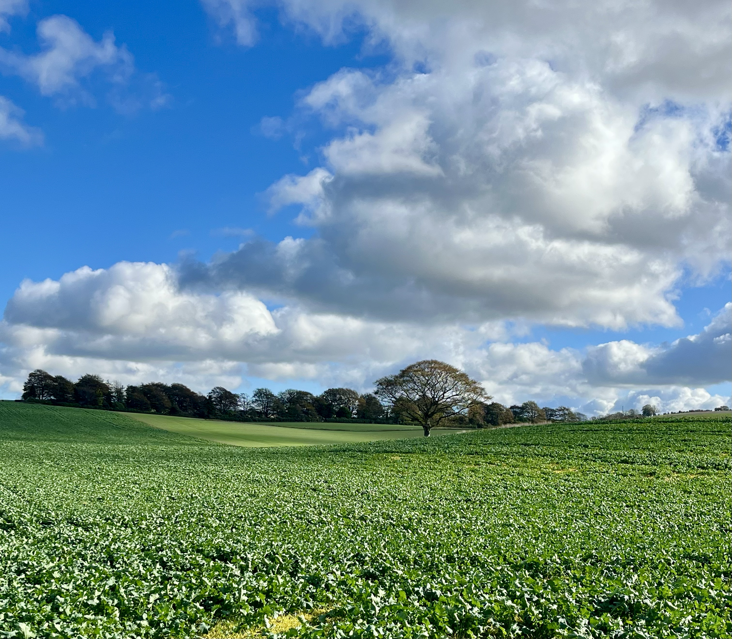 A wide view of a lush green field with a single large tree in the distance, under a partly cloudy sky with patches of blue and white clouds.