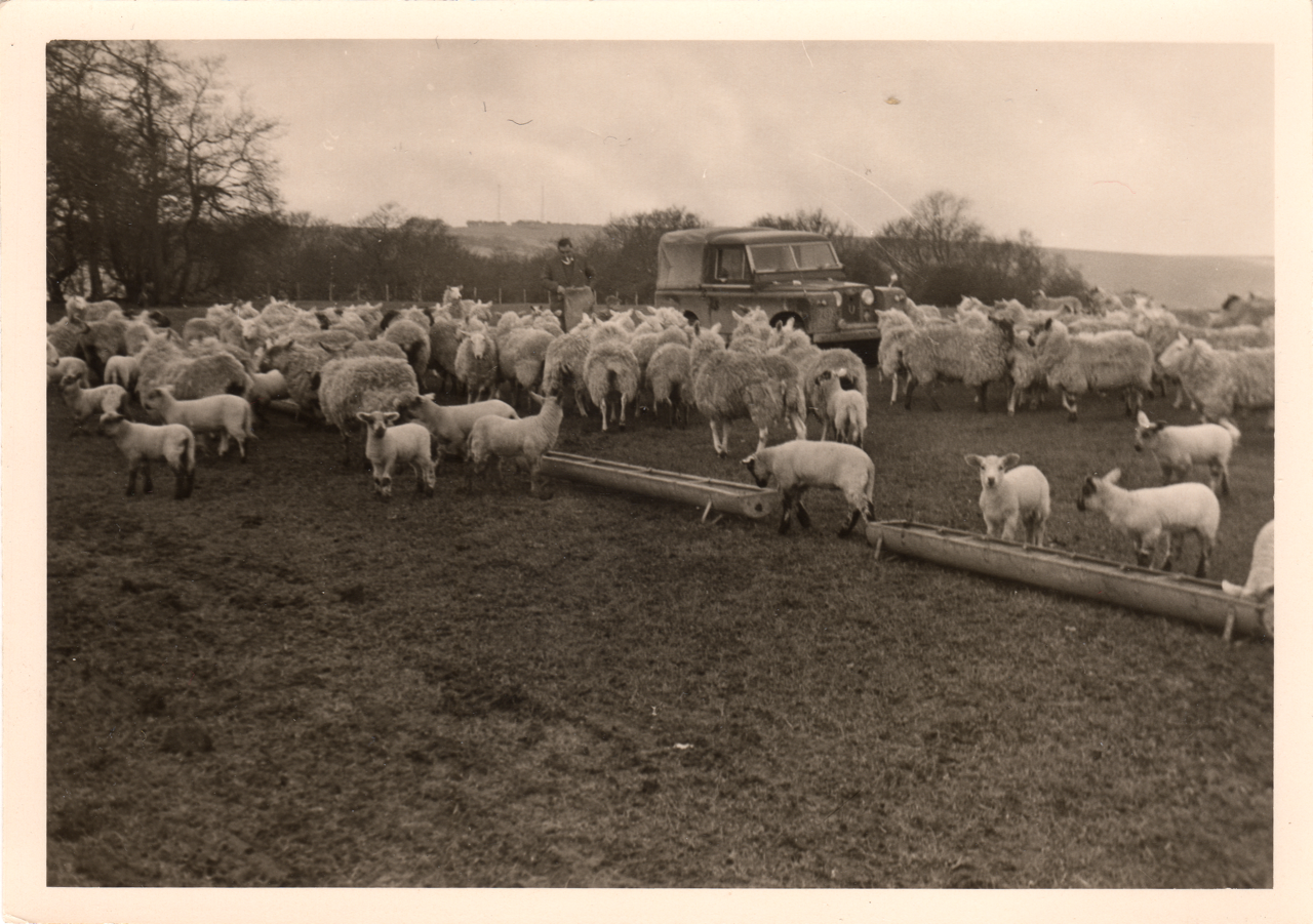 A black and white photograph of a sheep farm with sheep and lambs gathered near a feeding trough, a man standing beside a vintage vehicle, and a rural landscape in the background.