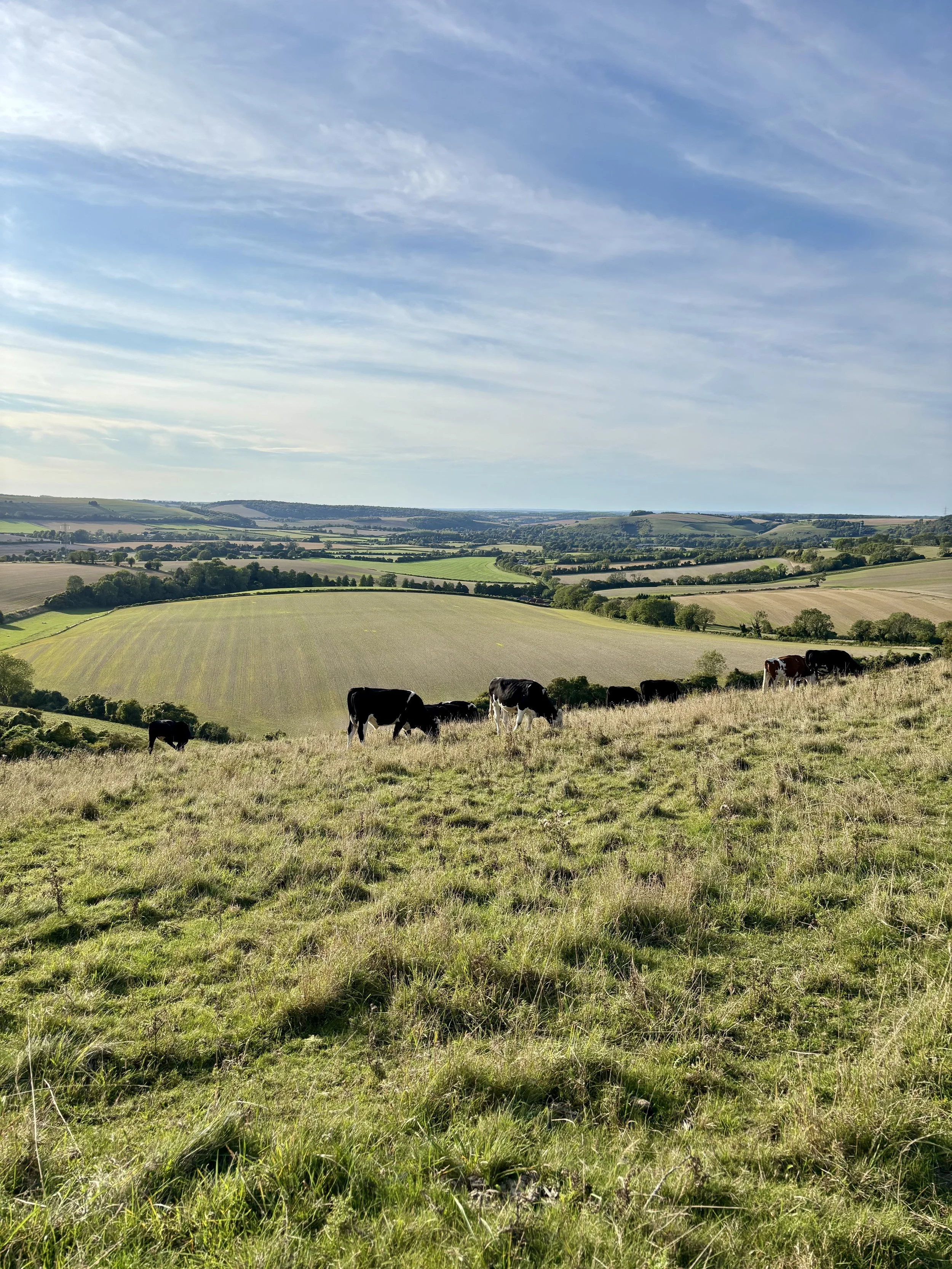 Rolling green hills with grazing cows, under a blue sky with wispy clouds.