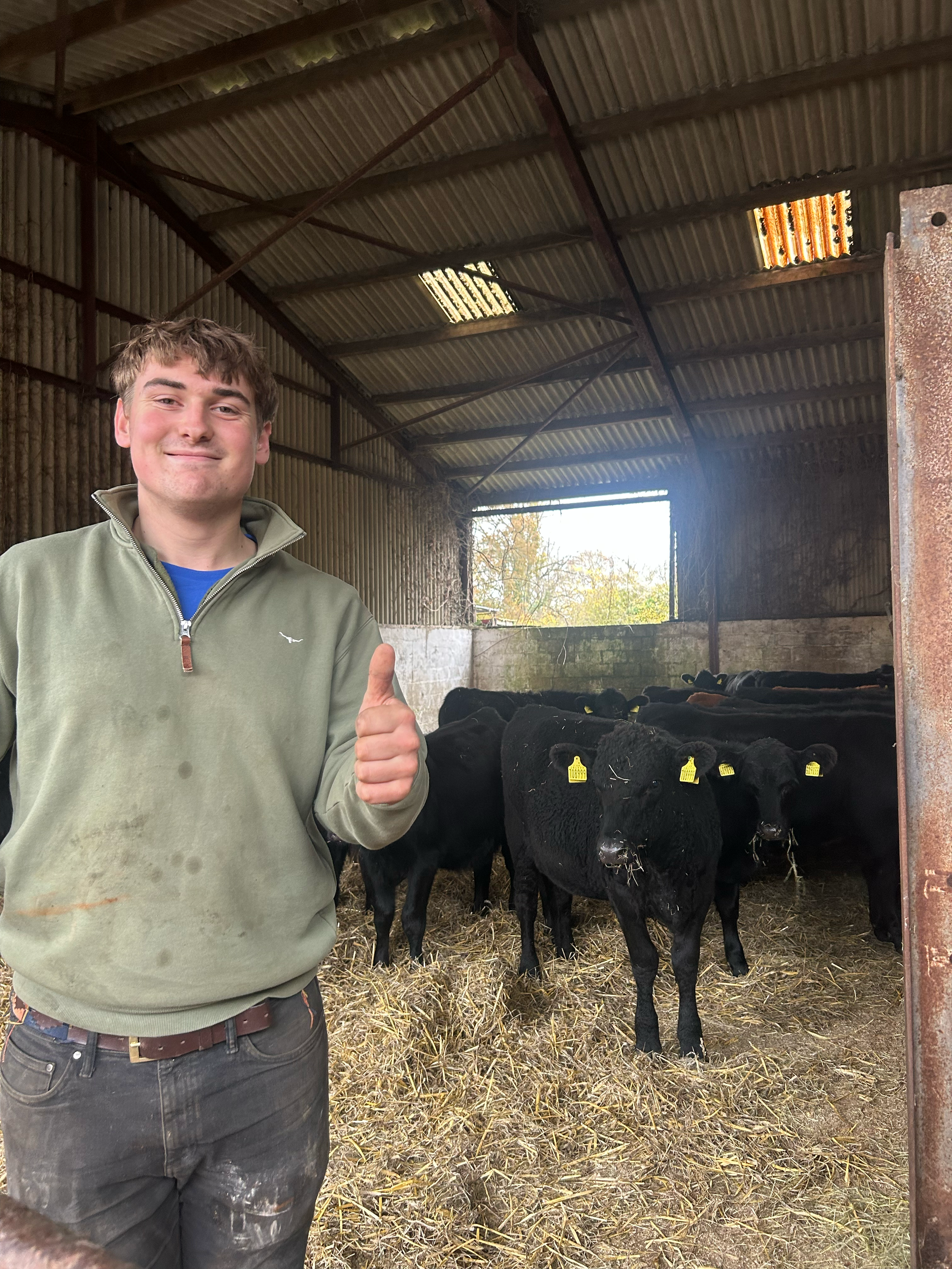 A young man smiling and giving a thumbs-up in a barn with black calves, showing tags in their ears, standing on straw bedding.