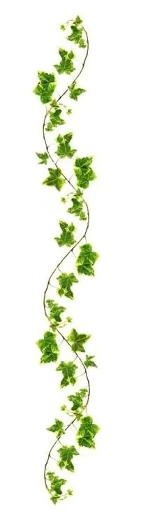 A vertical line of green ivy leaves climbing along a thin vine.