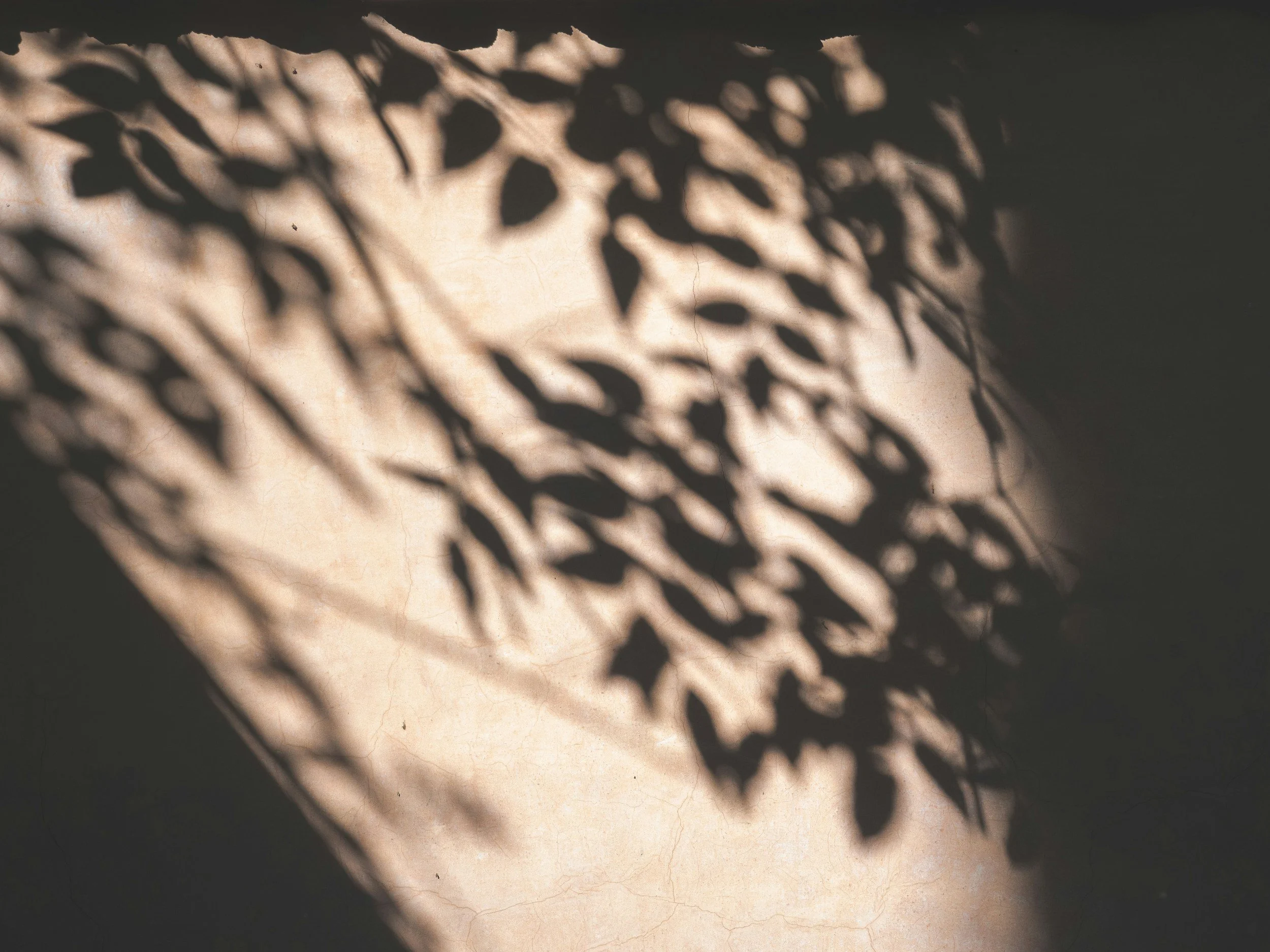 Shadows of leaves cast on a light-colored surface, creating a natural pattern.