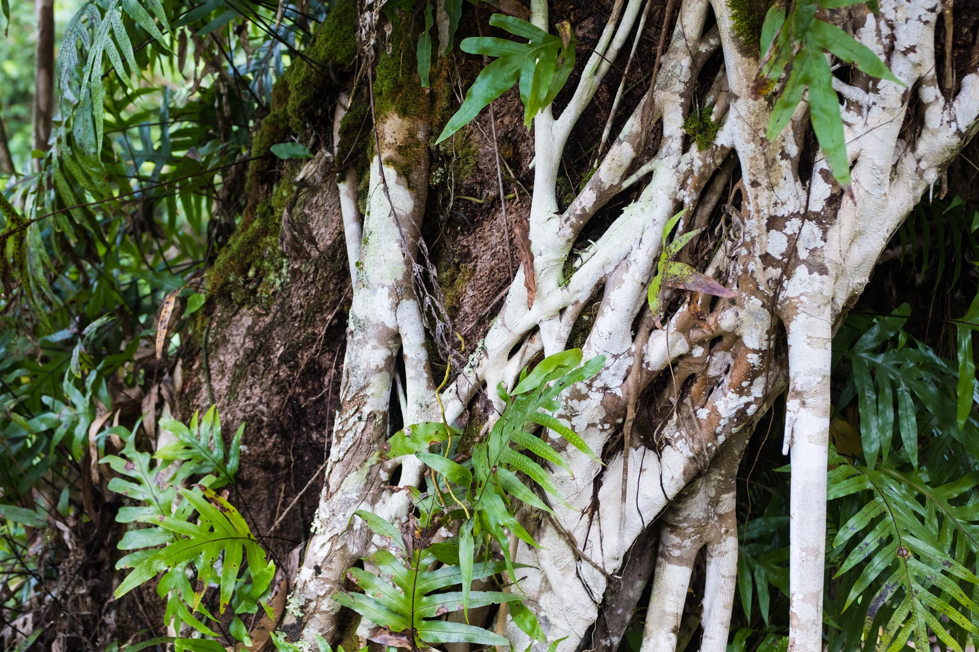 Close-up of a tree trunk with white bark and green leaves, surrounded by dense jungle foliage in Maui.