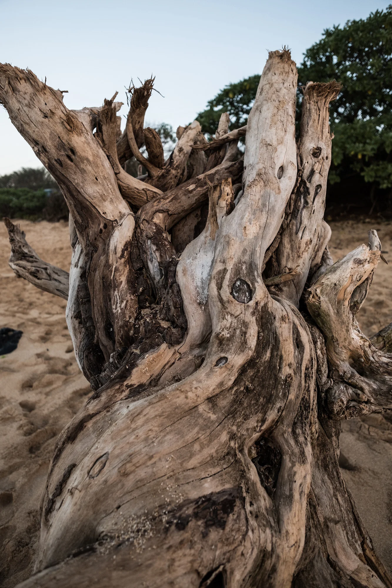 Close-up of weathered driftwood on a sandy beach with trees and clear sky in the background in Maui
