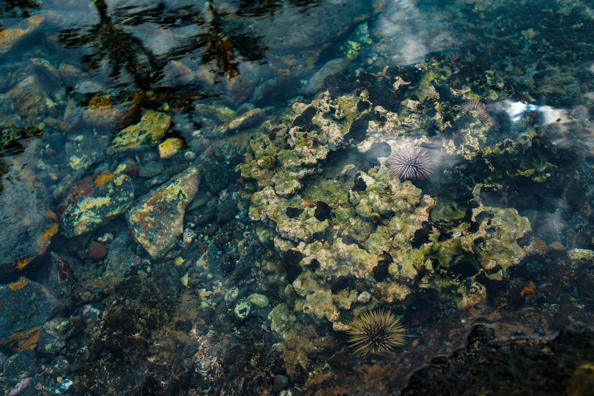 Underwater view of a rocky coral reef with sea anemones and marine life in Maui.