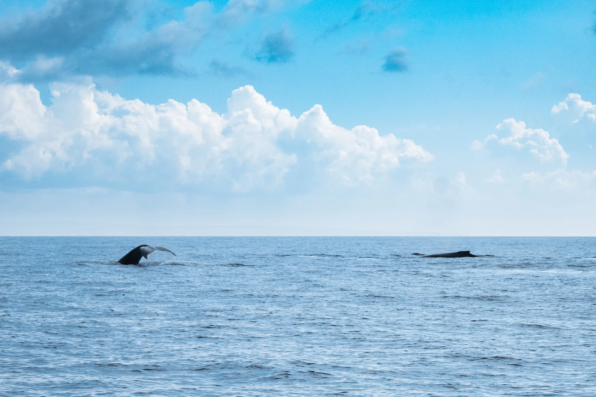 The image shows the ocean with the tail of a whale visible above the water surface and a whale's tail fin in the background beneath a partly cloudy sky in Maui.