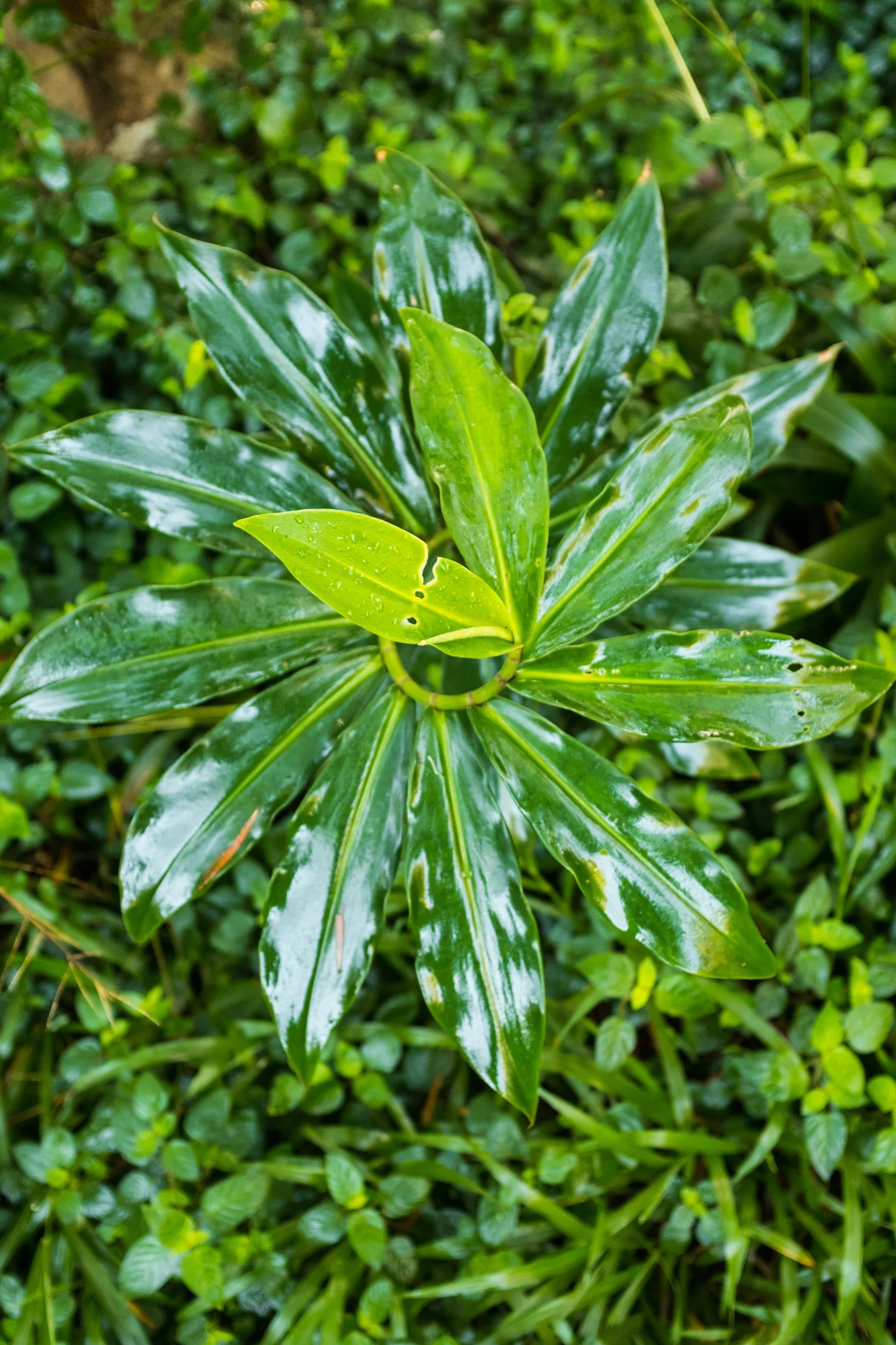 Close-up of glossy green and variegated leaves with water droplets, surrounded by other green foliage  in Maui.