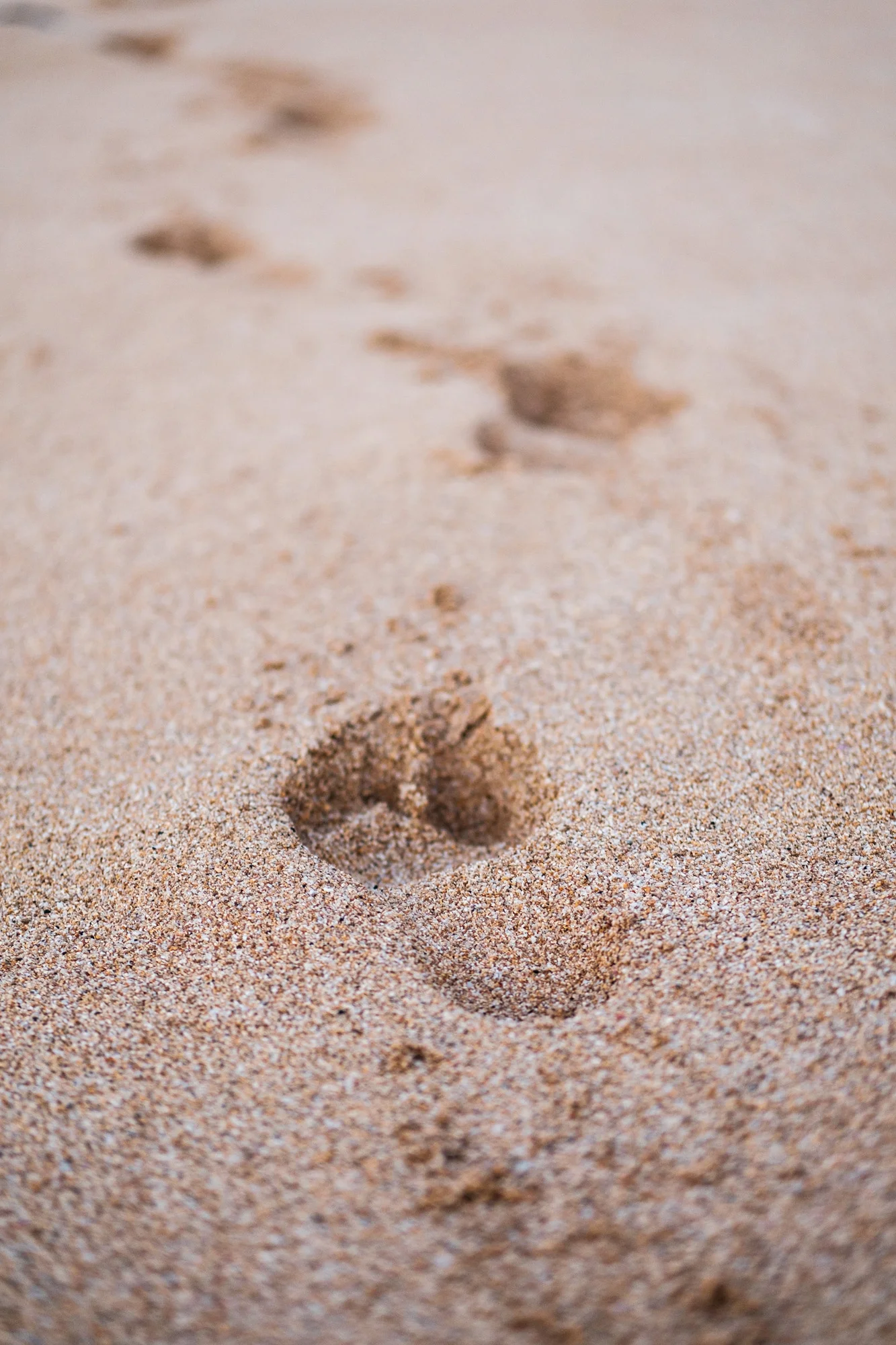 Footprint in the sand leading away on a beach with scattered small rocks and pebbles Maui.