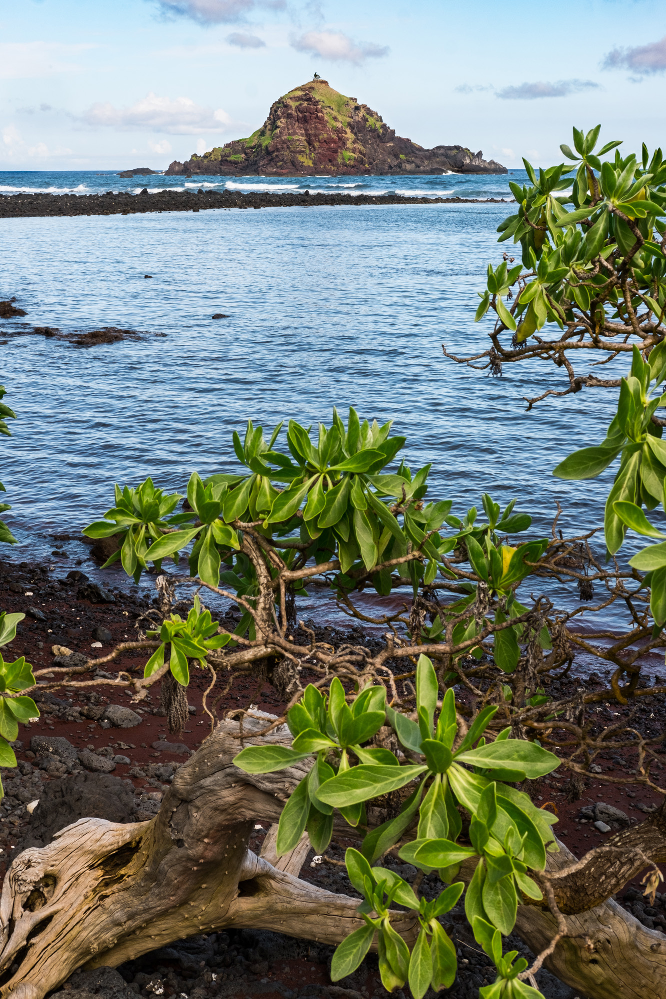 A coastal scene with a rocky island in the distance, ocean water, and green leafy plants and driftwood in the foreground in Maui.