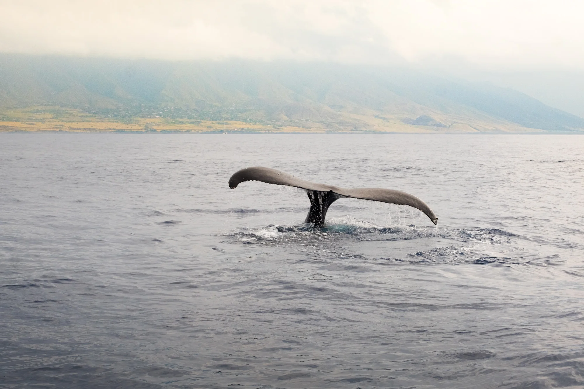 A whale's tail emerging from the ocean, with a mountainous coastline in the background in Maui.