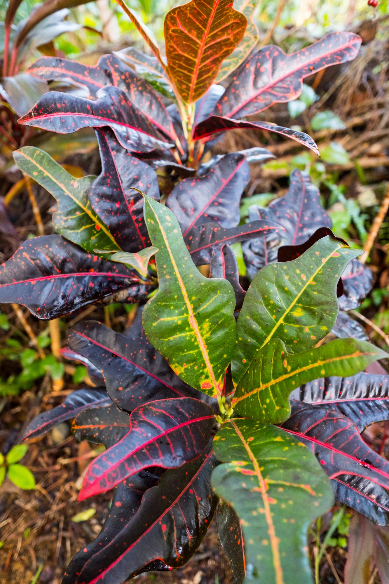 Colorful leaves of a plant with shades of green, red, yellow, and black, with a spotted pattern, growing in soil  in Maui.