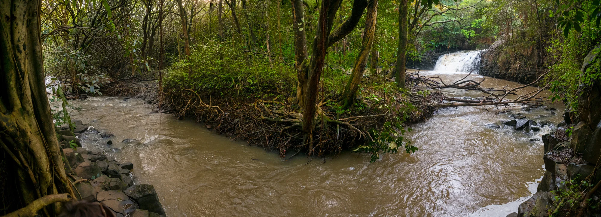 A river flowing through a lush jungle with trees and greenery, featuring a small waterfall in the background in Maui.