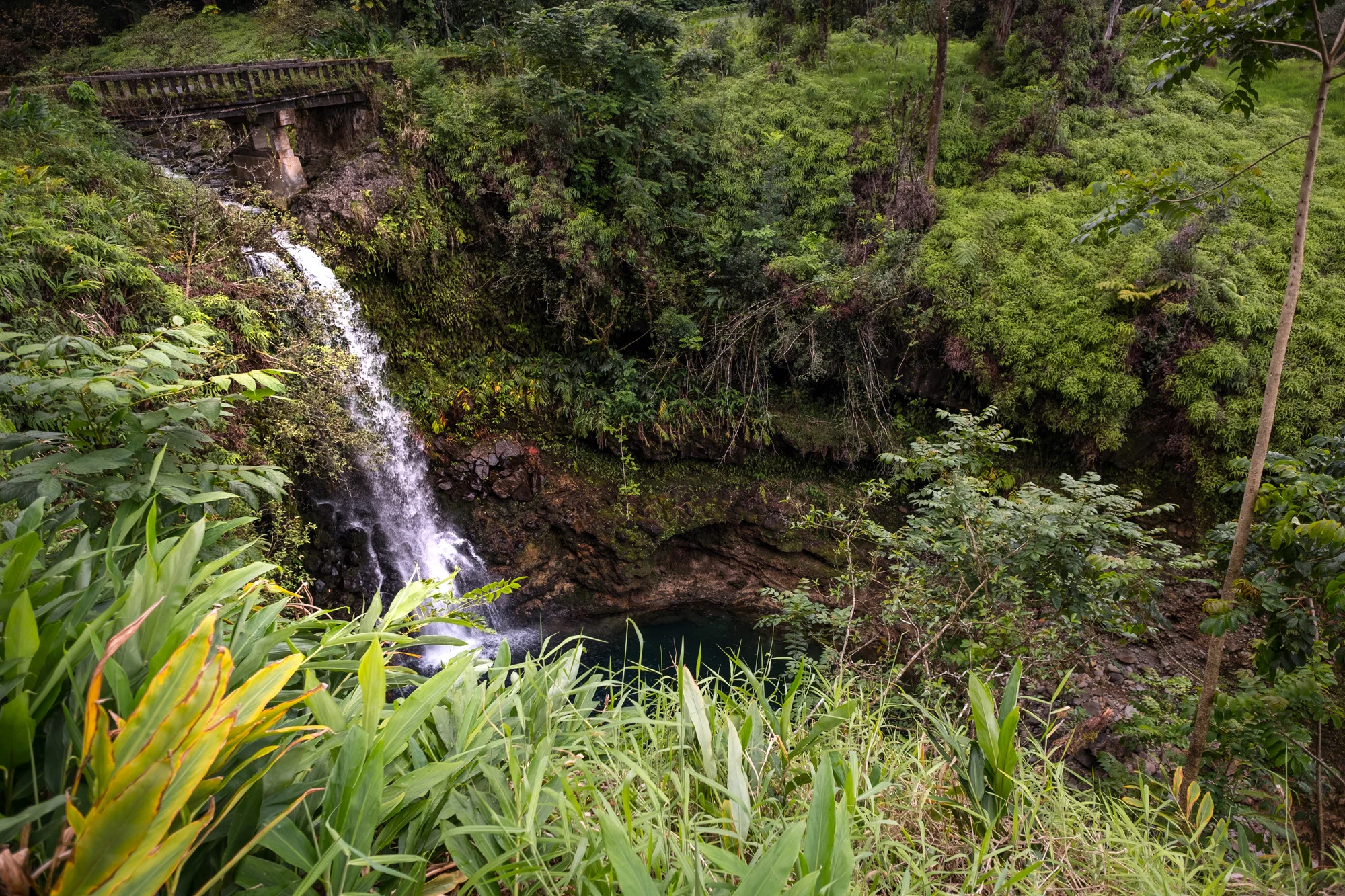 A waterfall flowing through lush green foliage in a dense forest, with a small pool at the bottom in Maui.