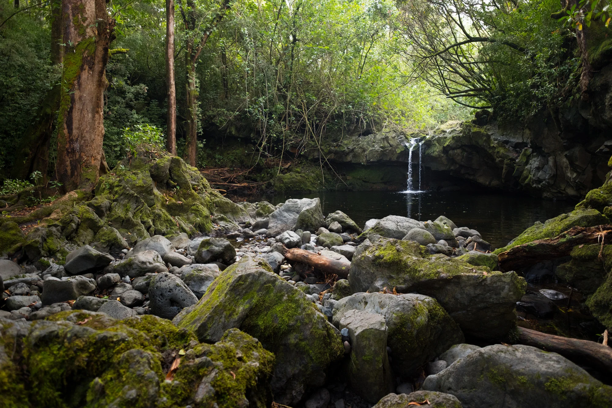 A lush green forest with a small waterfall flowing into a dark pond surrounded by moss-covered rocks in Maui.