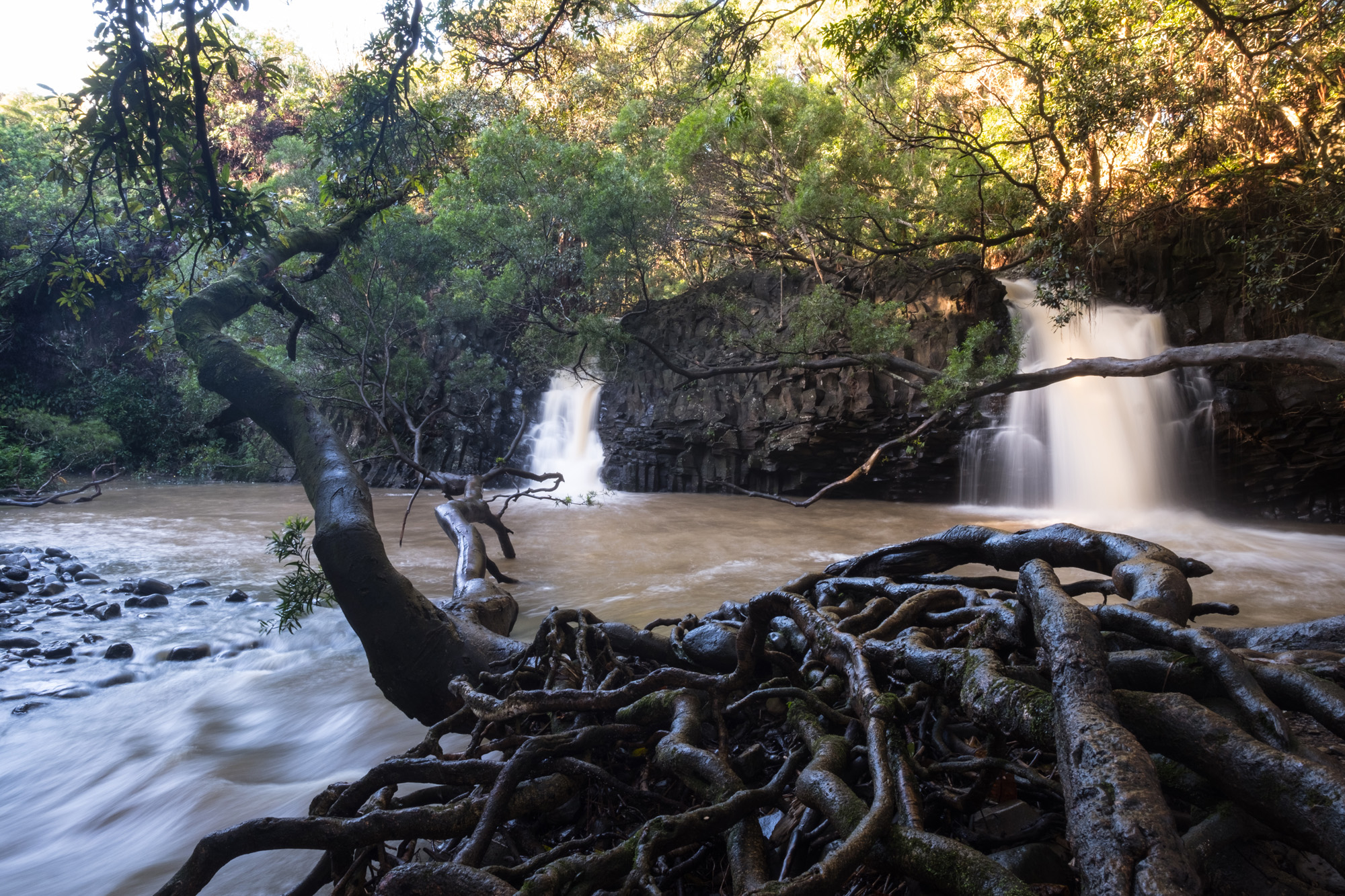 A waterfall cascading over rocks in a forest surrounded by dense trees and fallen branches, with sunlight filtering through the canopy  in Maui.