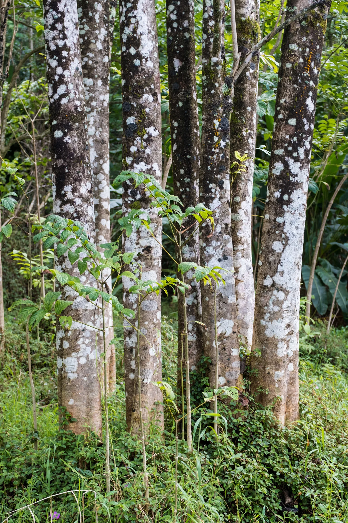 A group of six tree trunks with patchy white and black lichen, surrounded by green foliage and ground cover in a forest in Maui.