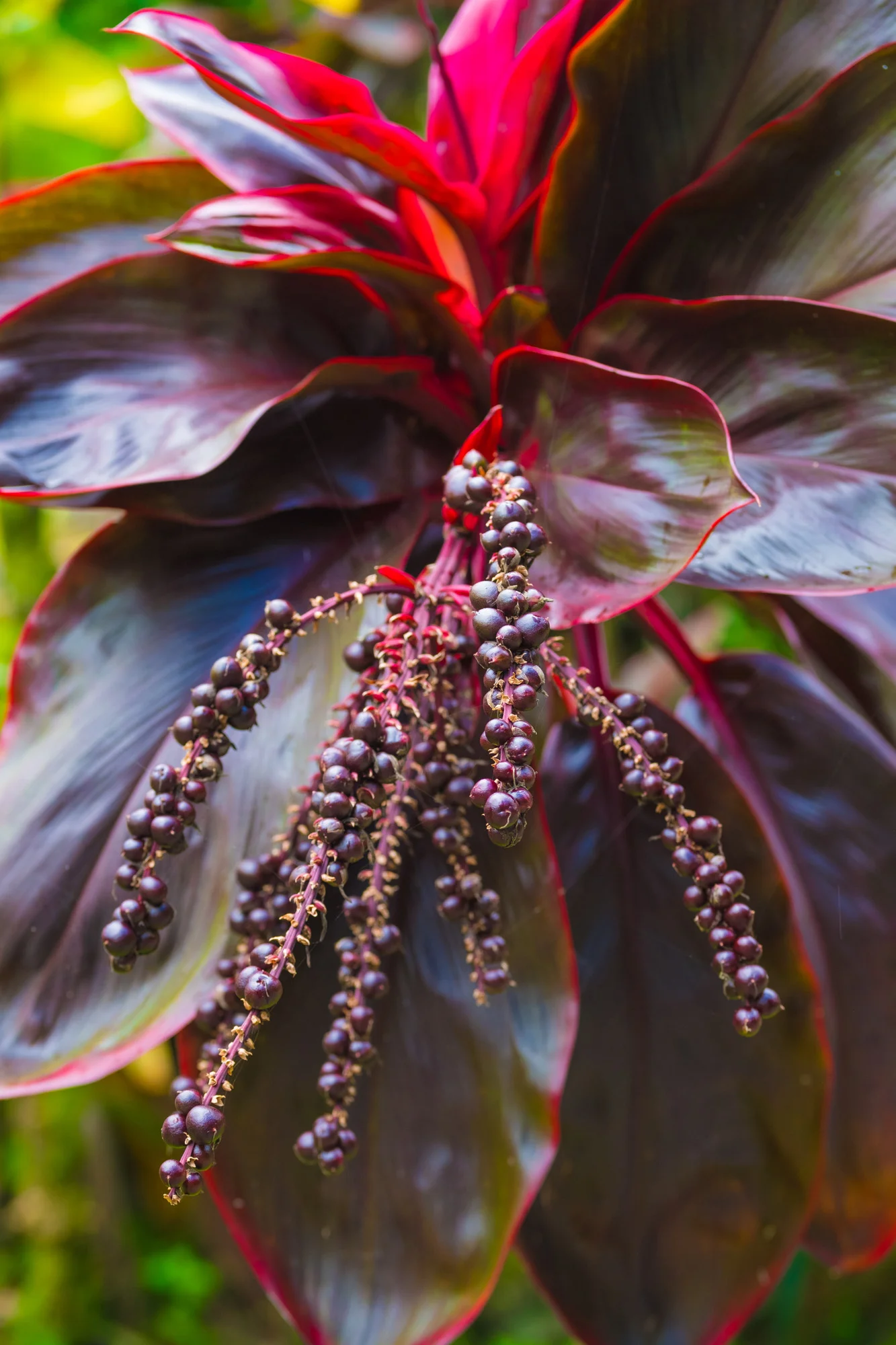 Close-up of colorful plant with large dark green leaves with red edges and stalks with small purple berries in Maui.