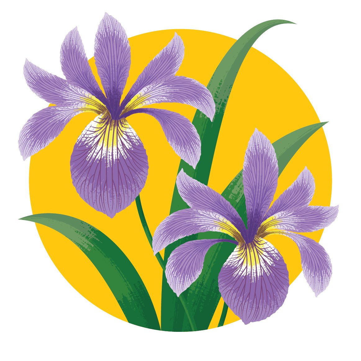 Illustration of two purple irises with green leaves on a yellow circular background.