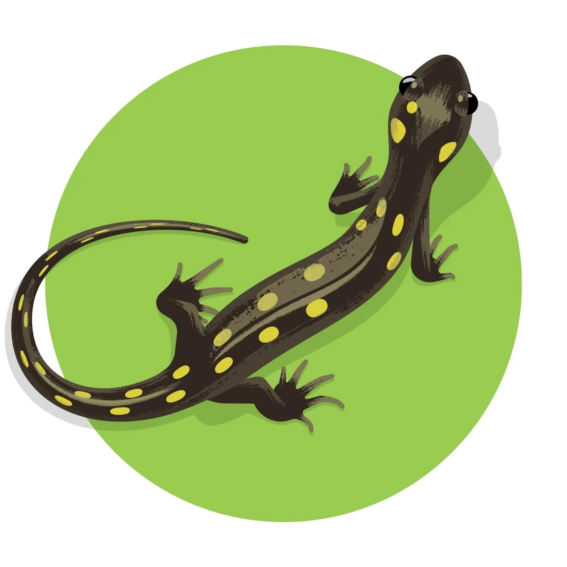 Illustration of a black salamander with yellow spots on a green circle background.