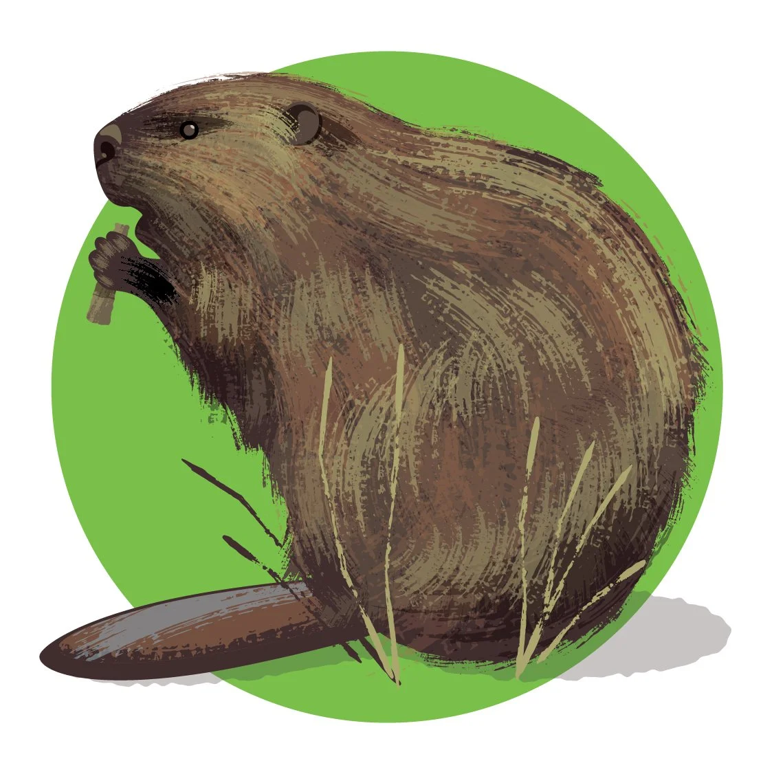 Illustration of a beaver holding a stick, sitting on grass with a green background.