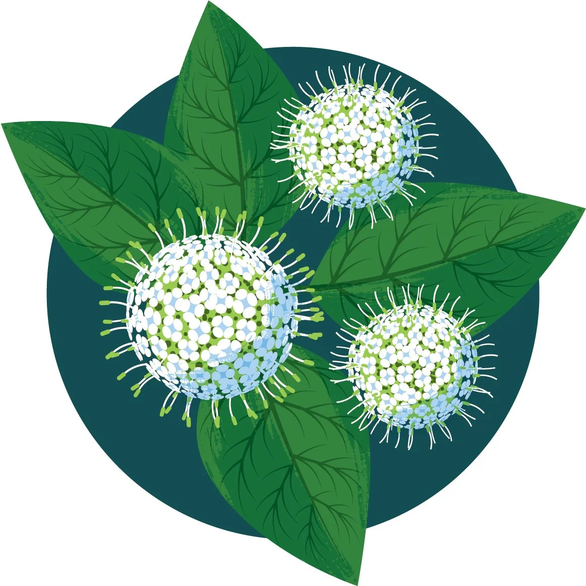 Three white, spiky virus-like spheres with green and white details, surrounded by large green leaves on a dark circular background.