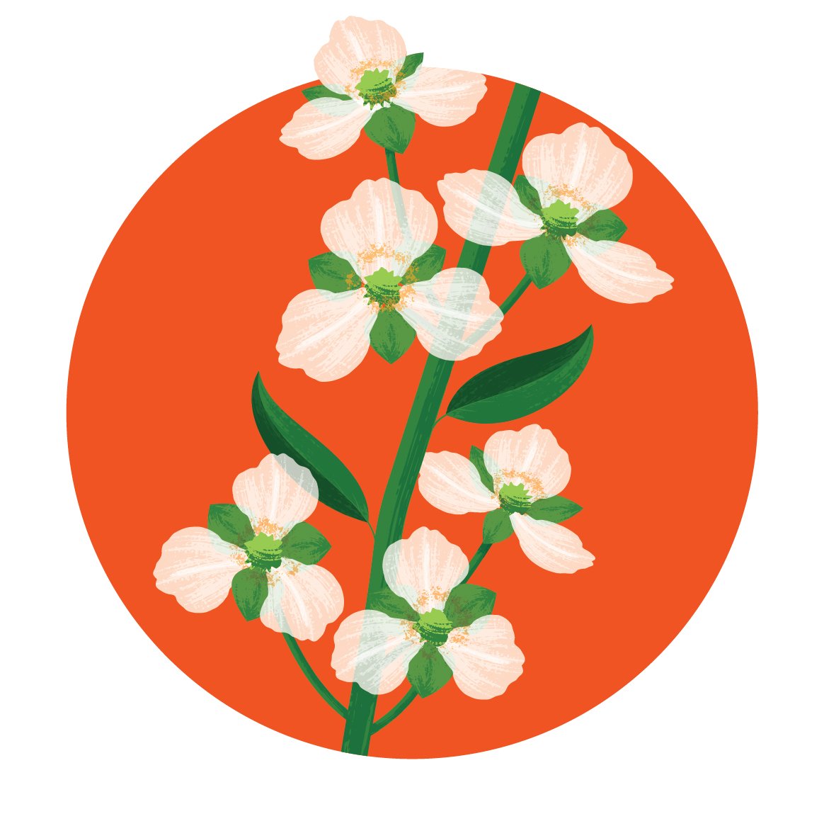 Illustration of a flowering plant with white petals and green leaves on an orange circular background.