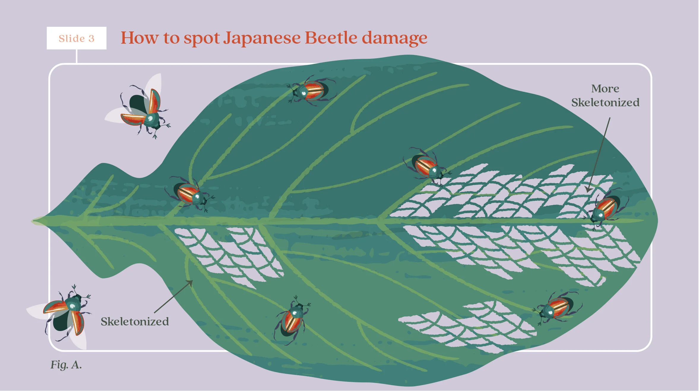 Illustration showing ways to identify Japanese beetle damage on leaves, including skeletonized leaves with exposed veins and holes damaged by beetles.