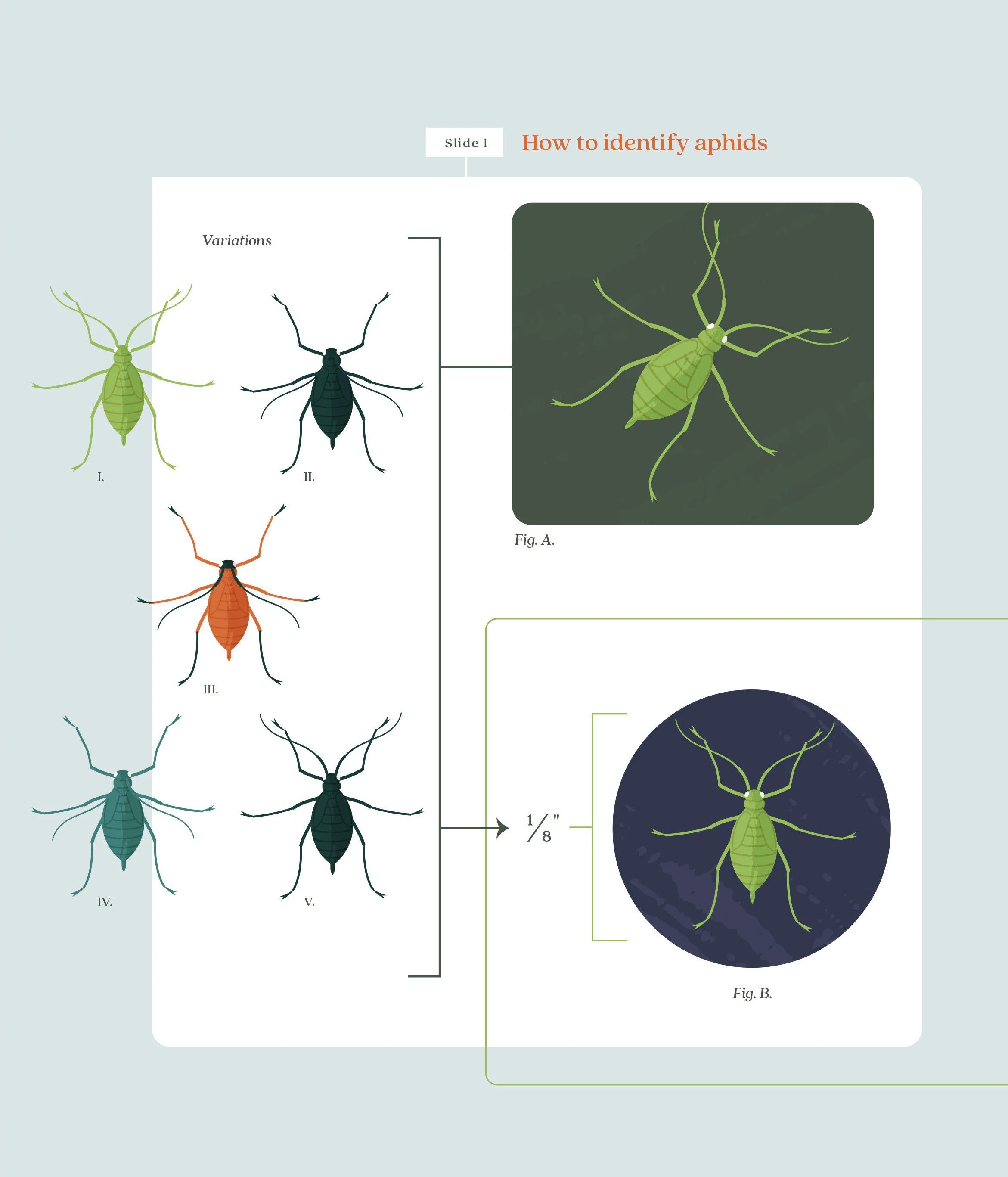 Diagram showing how to identify aphids, with illustrations of different aphid color variations, a close-up of a green aphid, and a reference size of one-eighth inch.