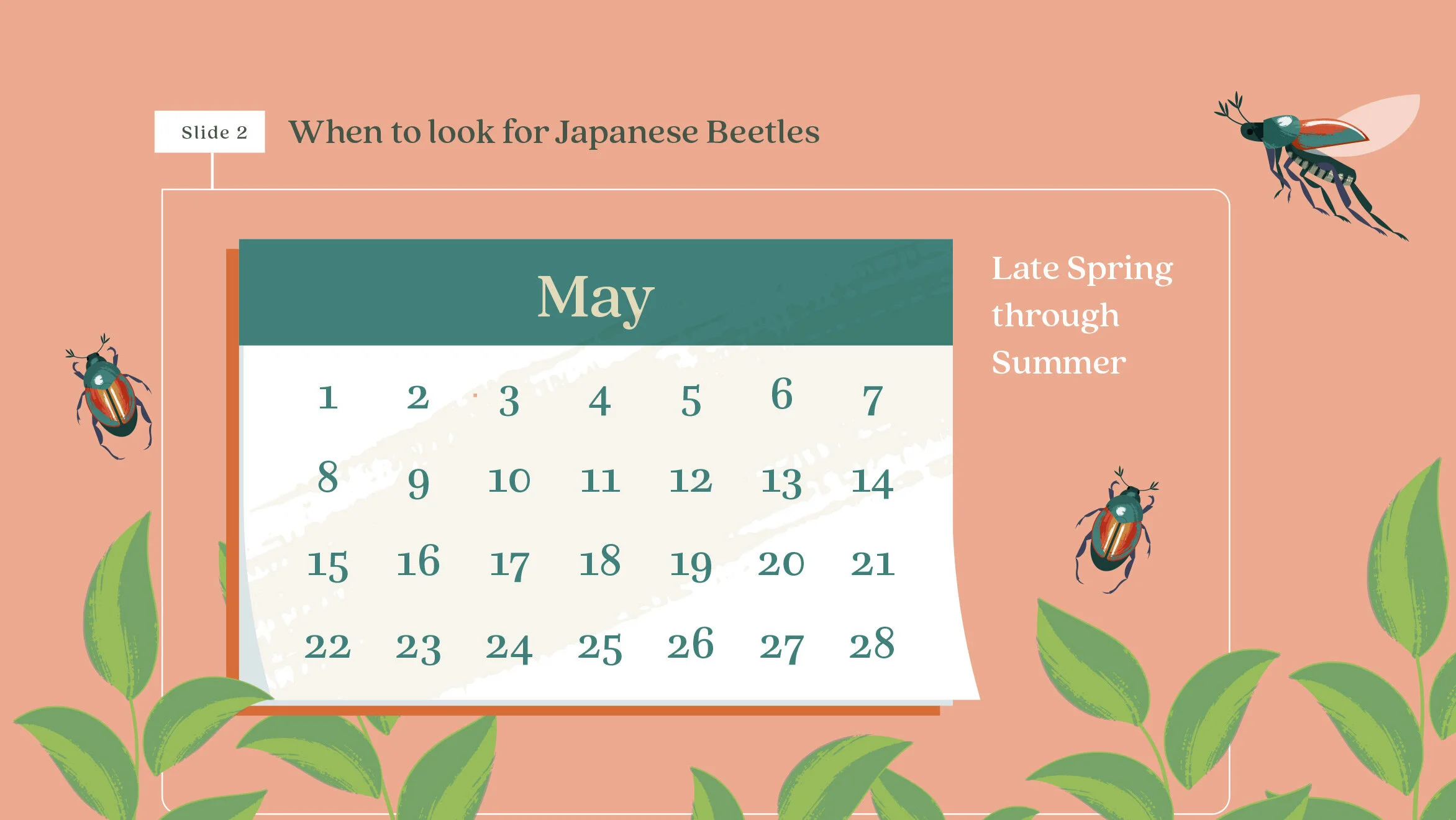 A calendar for May with the title "When to look for Japanese Beetles," indicating late spring through summer, surrounded by illustrations of Japanese beetles and green leaves on a pink background.