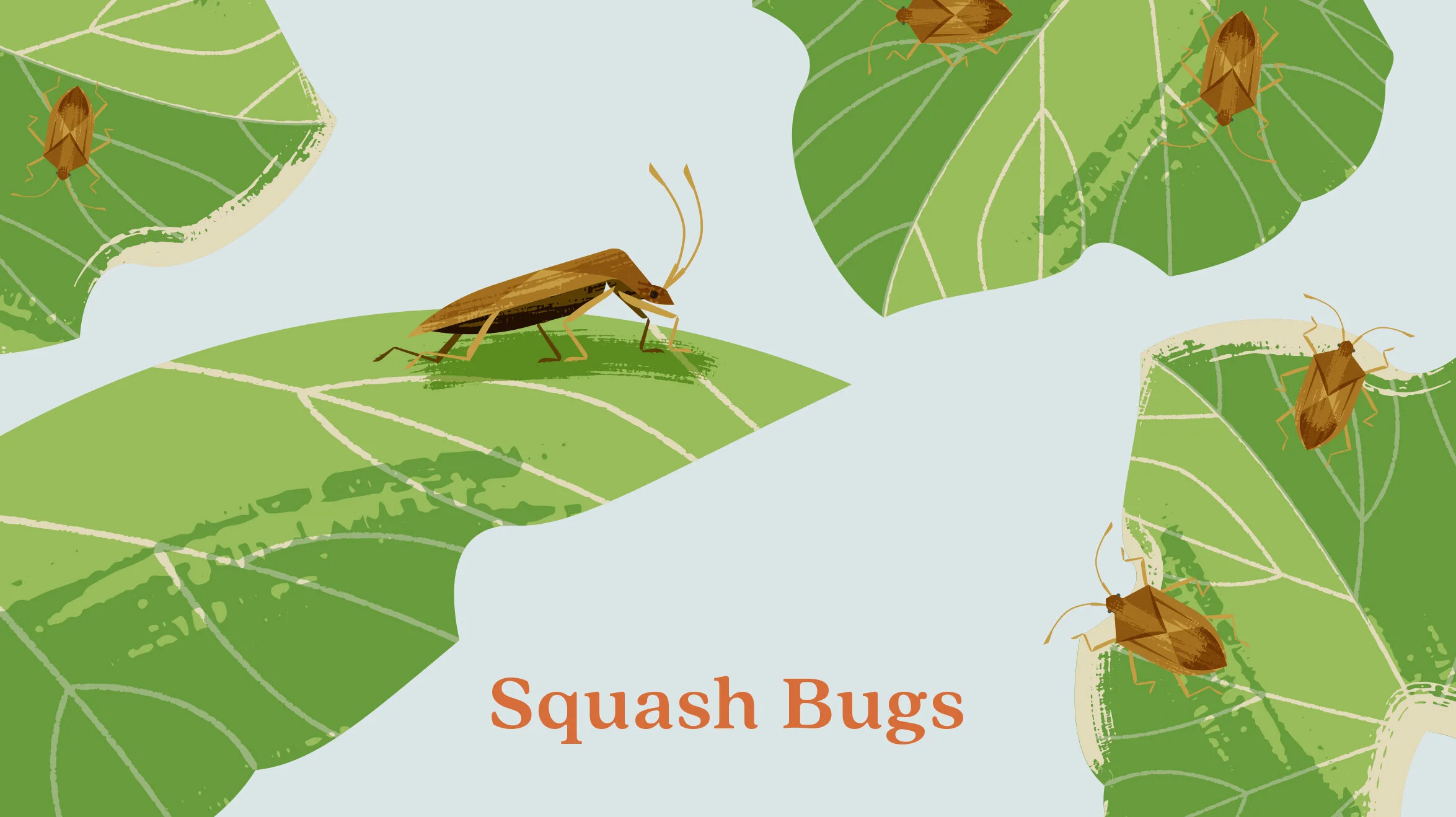 Illustration of squash bugs on green squash leaves, with the text 'Squash Bugs' at the bottom.