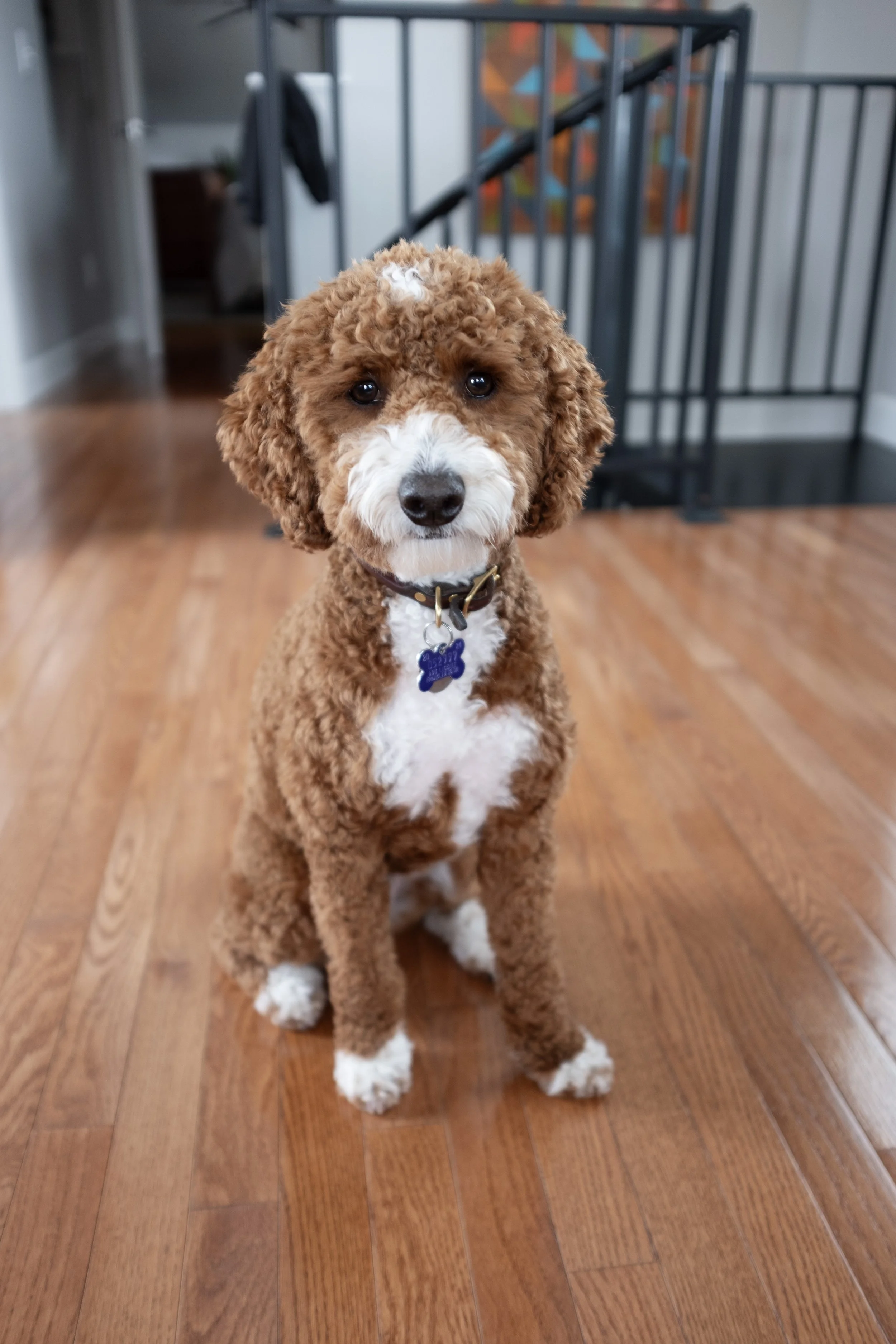 A cute brown and white curly-haired dog sitting on hardwood floor indoors.