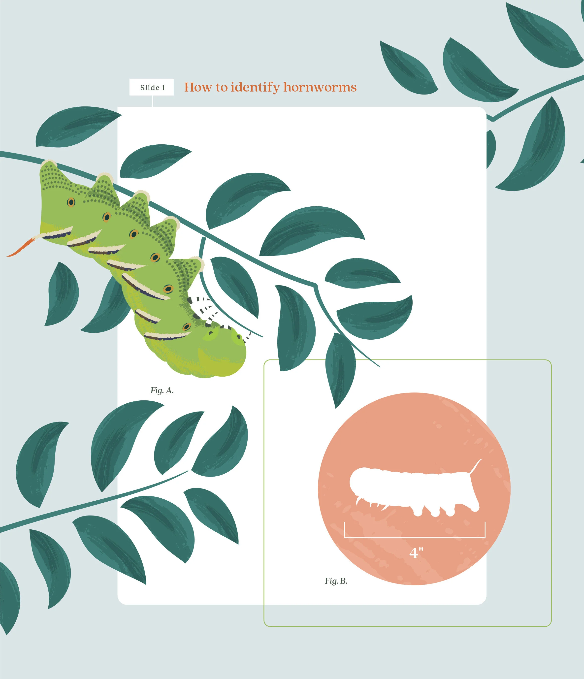bonnie-ortho-Spring-illustrations-3_03.jpg