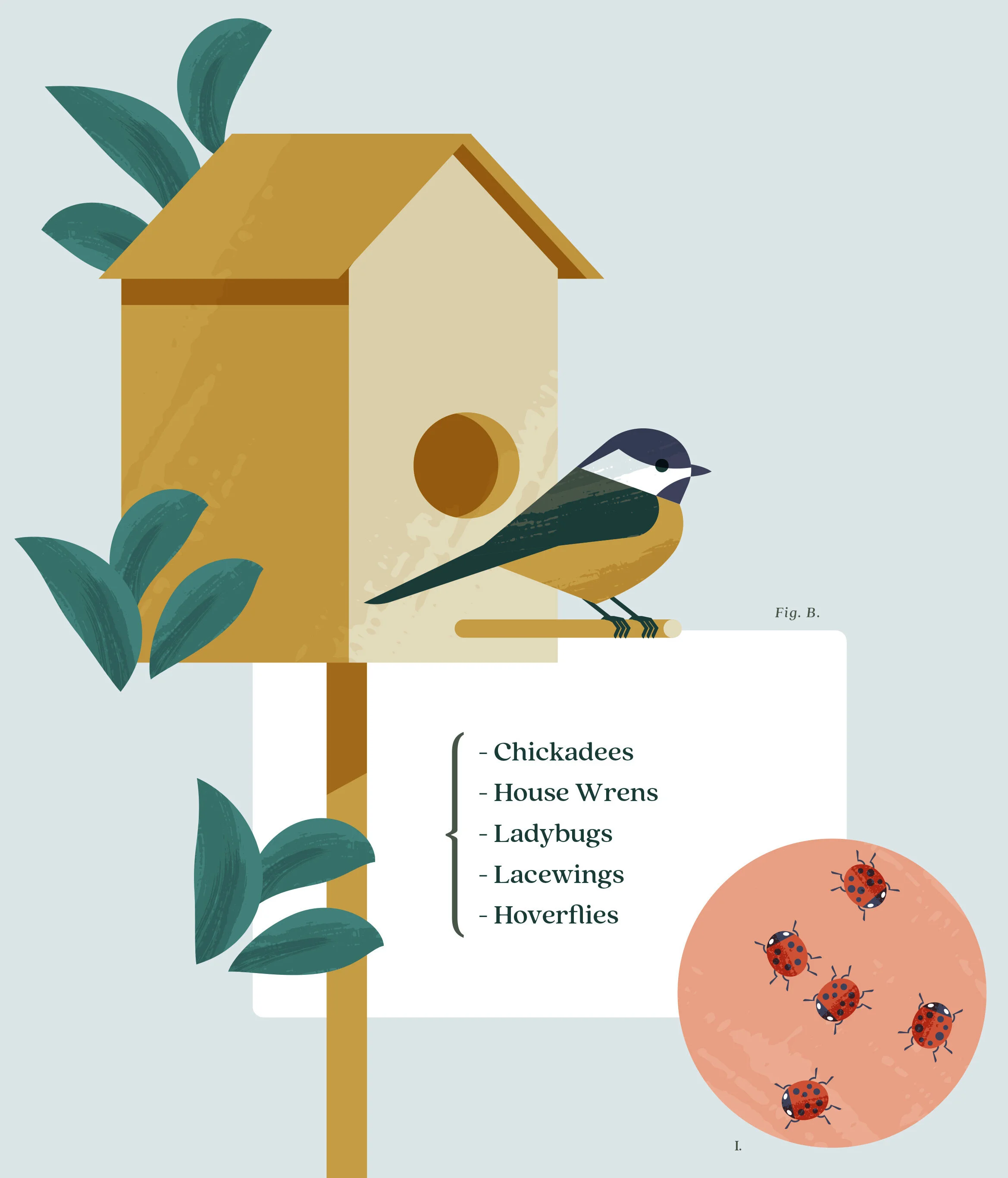 bonnie-ortho-Spring-illustrations-2_03.jpg