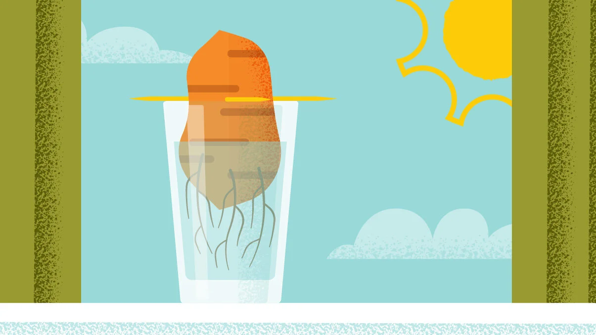 Illustration of a glass with a potato sprouting roots, sunlight, and clouds in the sky outside a window.