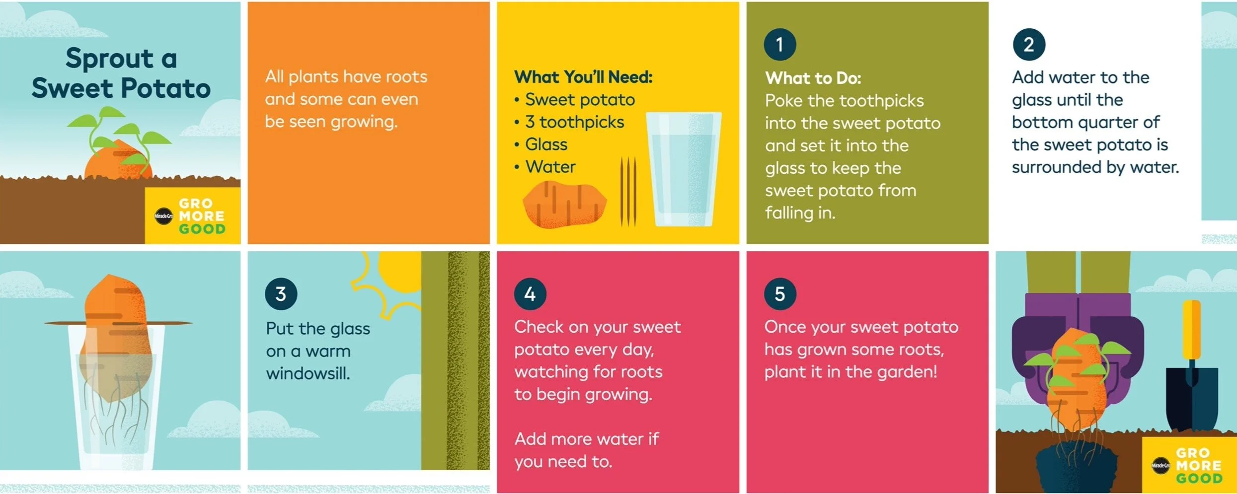 An infographic illustrating the steps to sprout a sweet potato. The top left section has a title, 'Sprout a Sweet Potato,' with an illustration of a sweet potato plant. Adjacent is a section with background color orange explaining that all plants hav