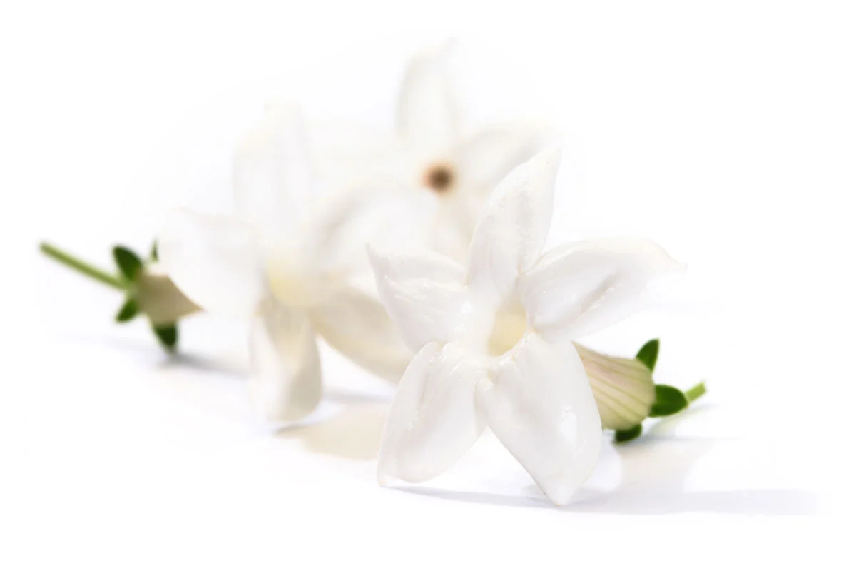 Close-up of white jasmine flowers with green stems on a white background.
