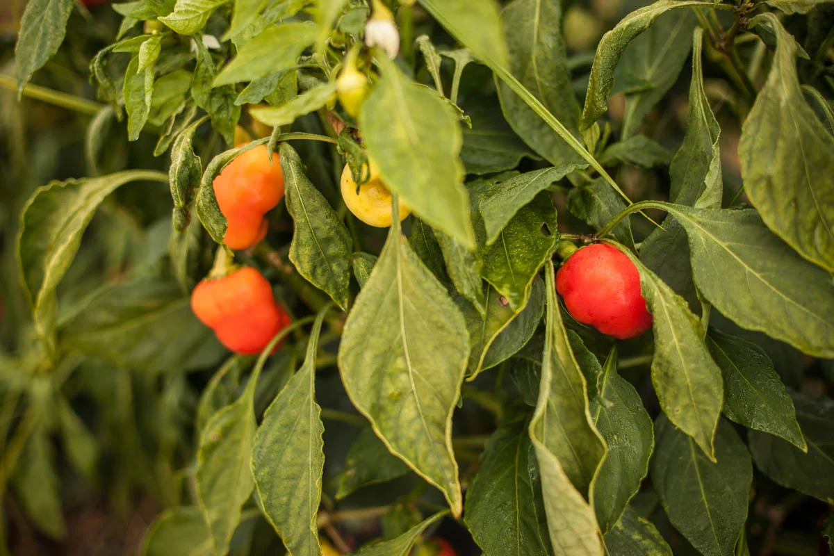 Green leaves with red, yellow, and green peppers growing on a plant.