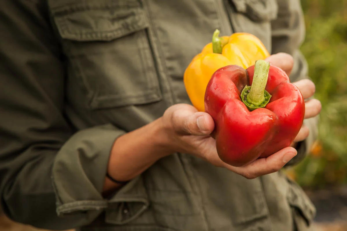 A person wearing a green jacket holding a red bell pepper and a yellow bell pepper in their hands.