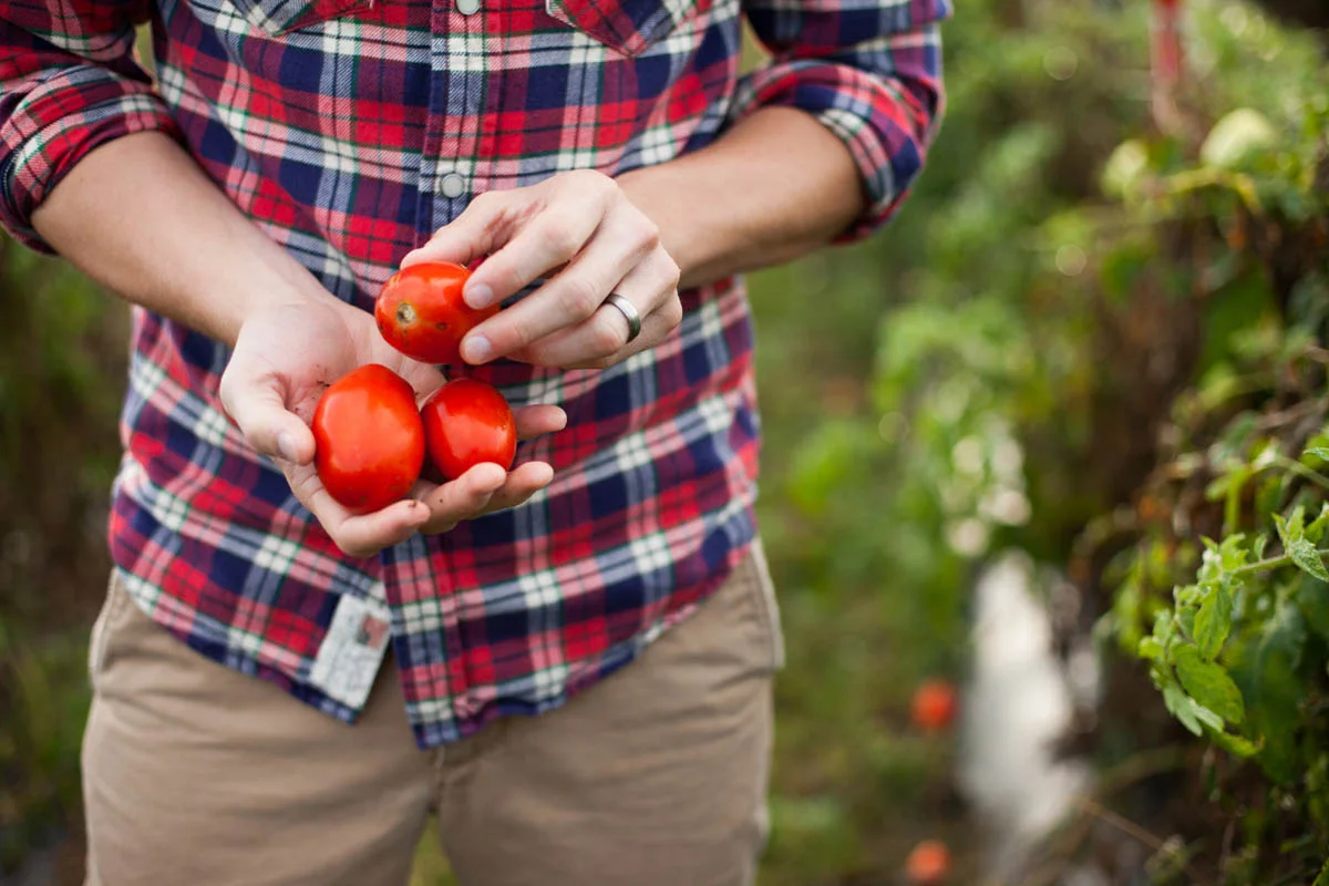 Person in a plaid shirt holding ripe tomatoes in an outdoor garden or farm setting.