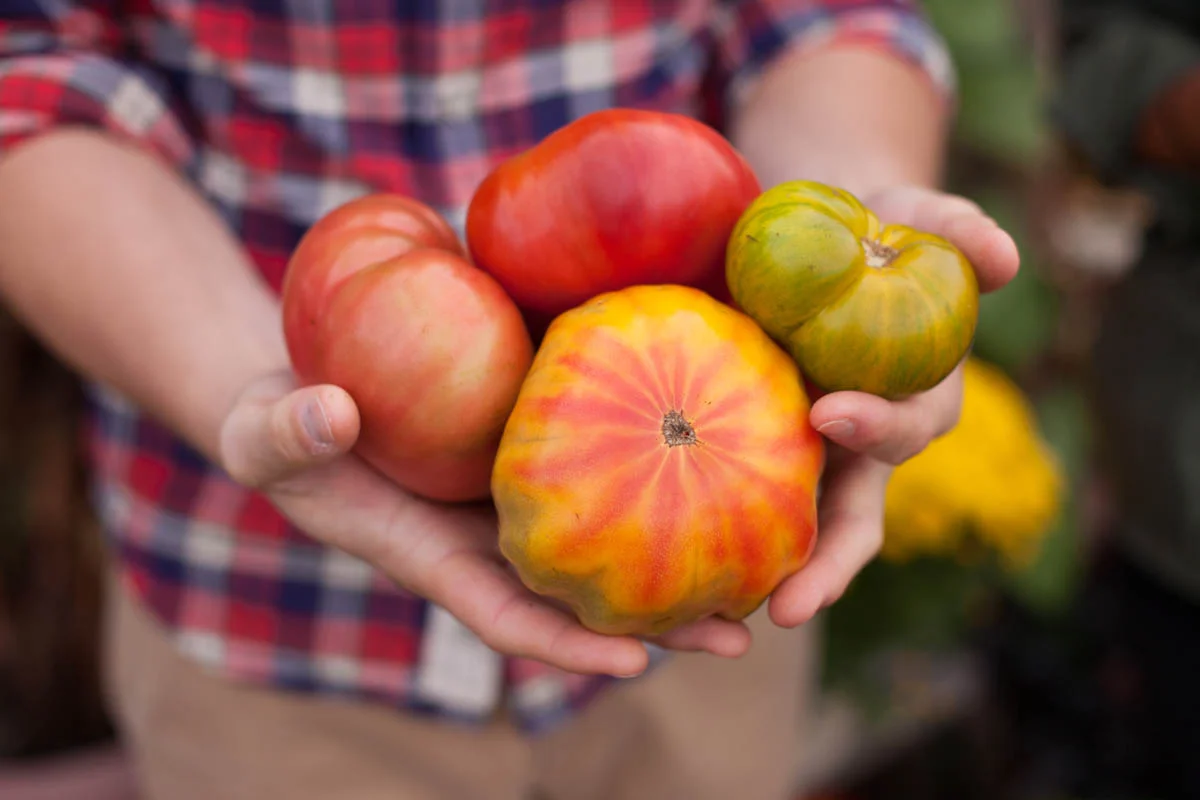 Person holding a handful of heirloom tomatoes in various colors including red, yellow, and green.