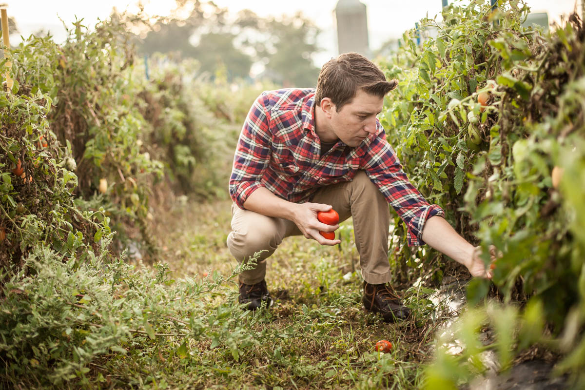 A man in a plaid shirt crouches in a garden row, picking ripe tomatoes from the plants while holding a tomato in his hand.