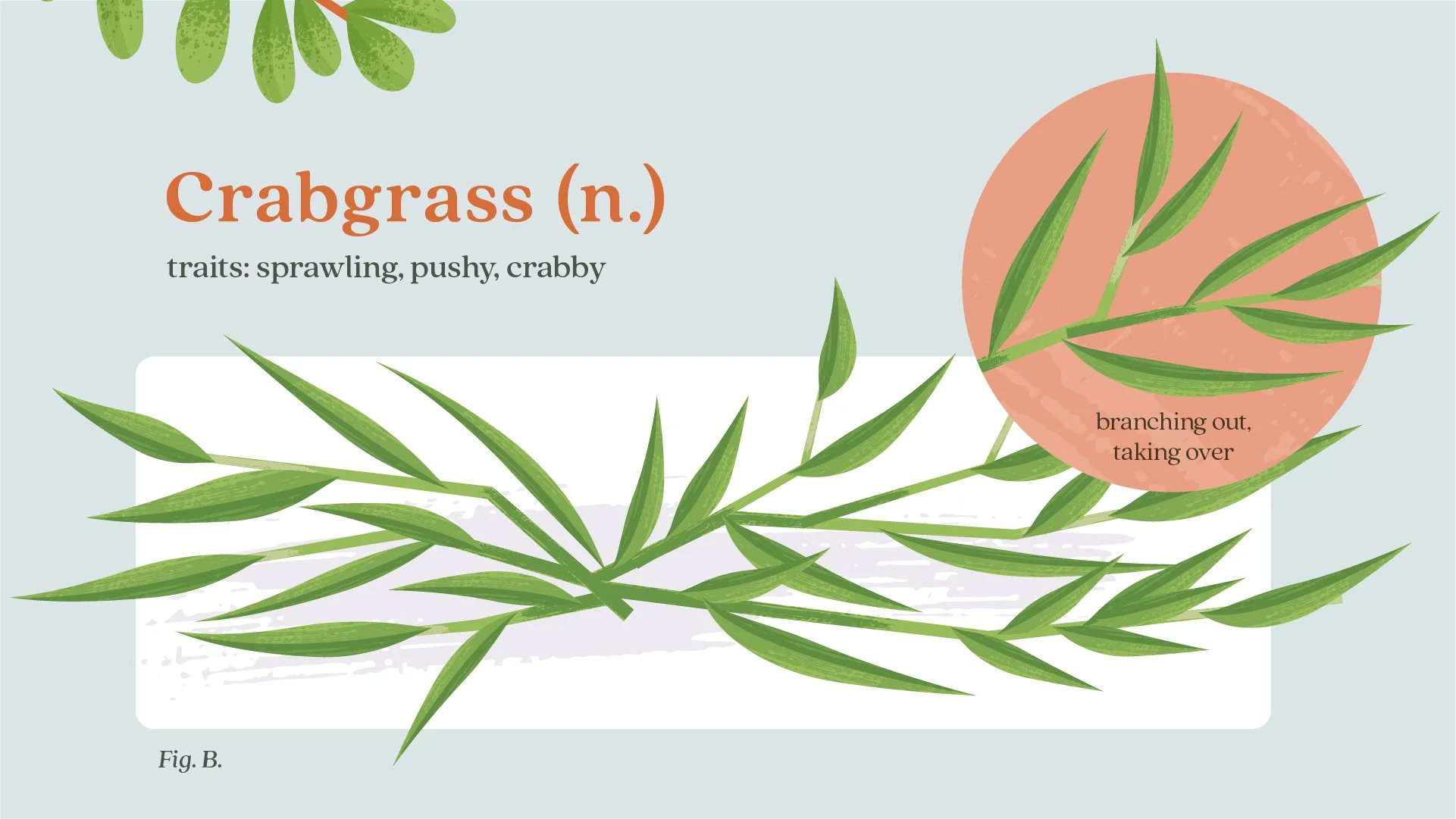 Ortho_Weeds Gone Wild_Common WeedsPYG__02.jpg