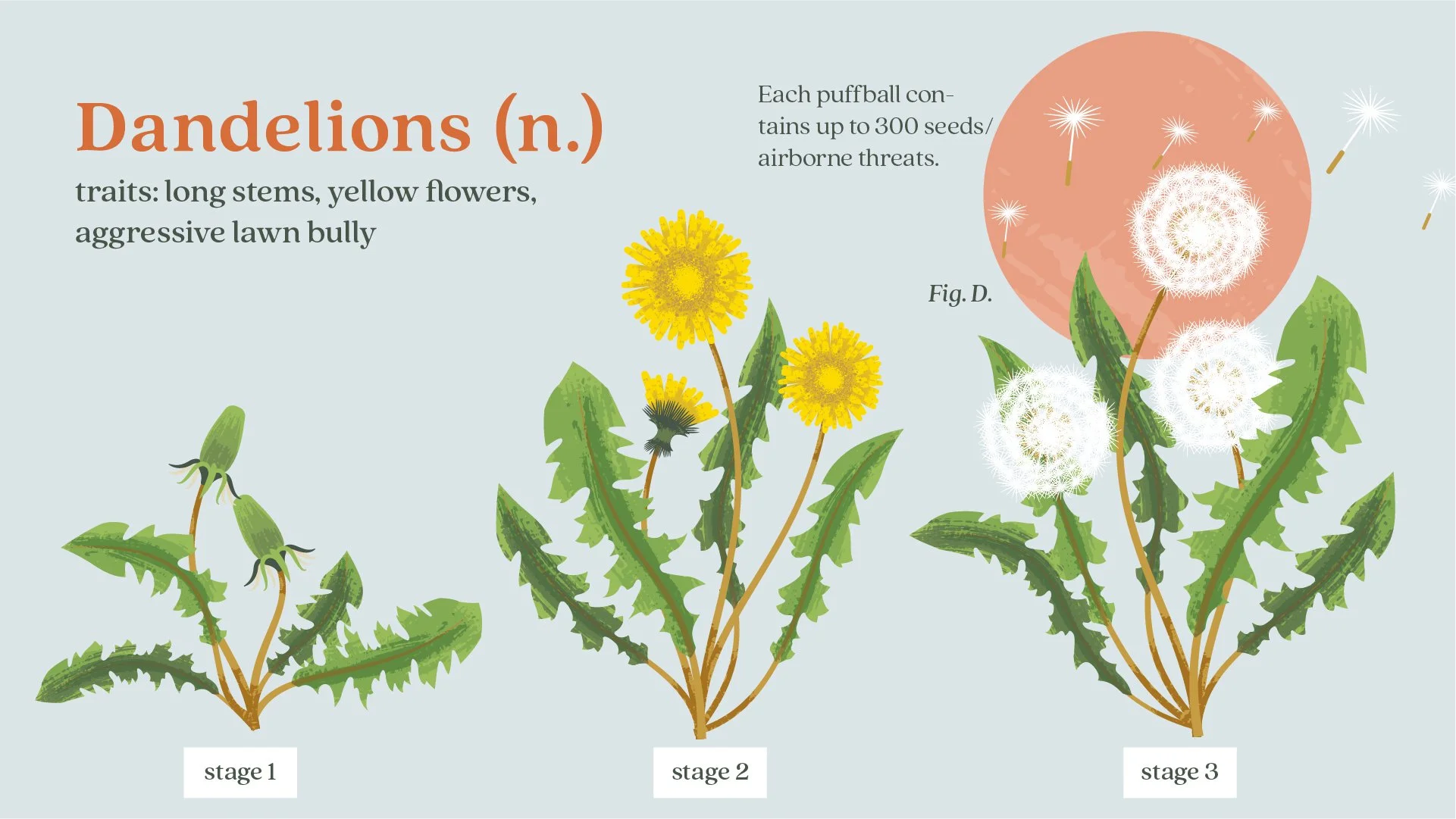 Ortho_Weeds Gone Wild_Common WeedsPYG__05.jpg