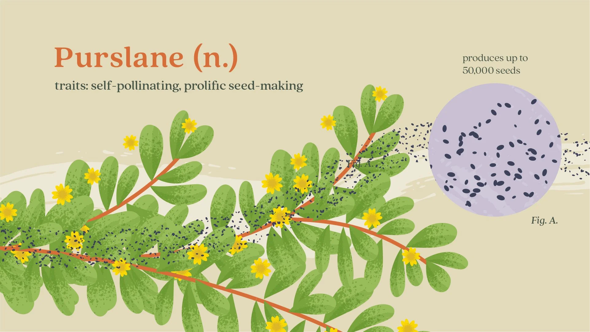 Ortho_Weeds Gone Wild_Common WeedsPYG_01.jpg