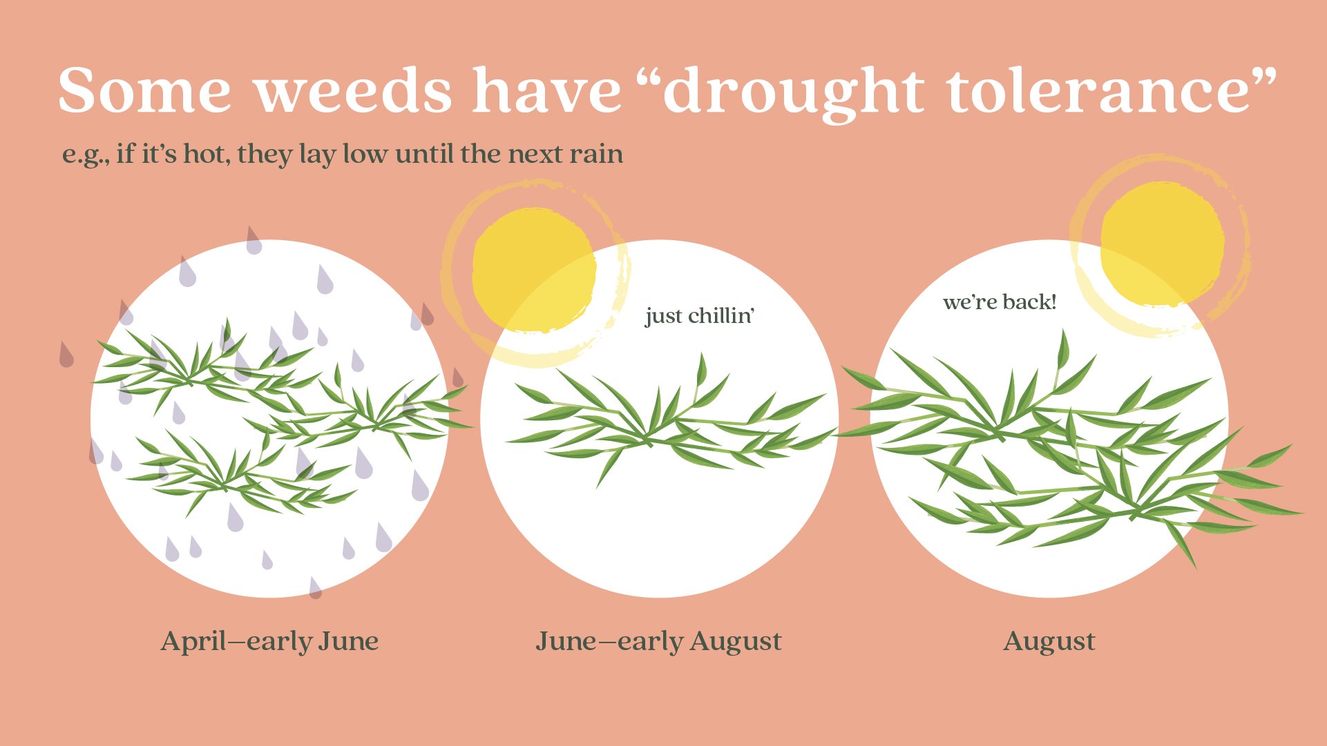 Ortho_Weeds Gone Wild_Weeds Grow in Droughts_PYG__03.jpg