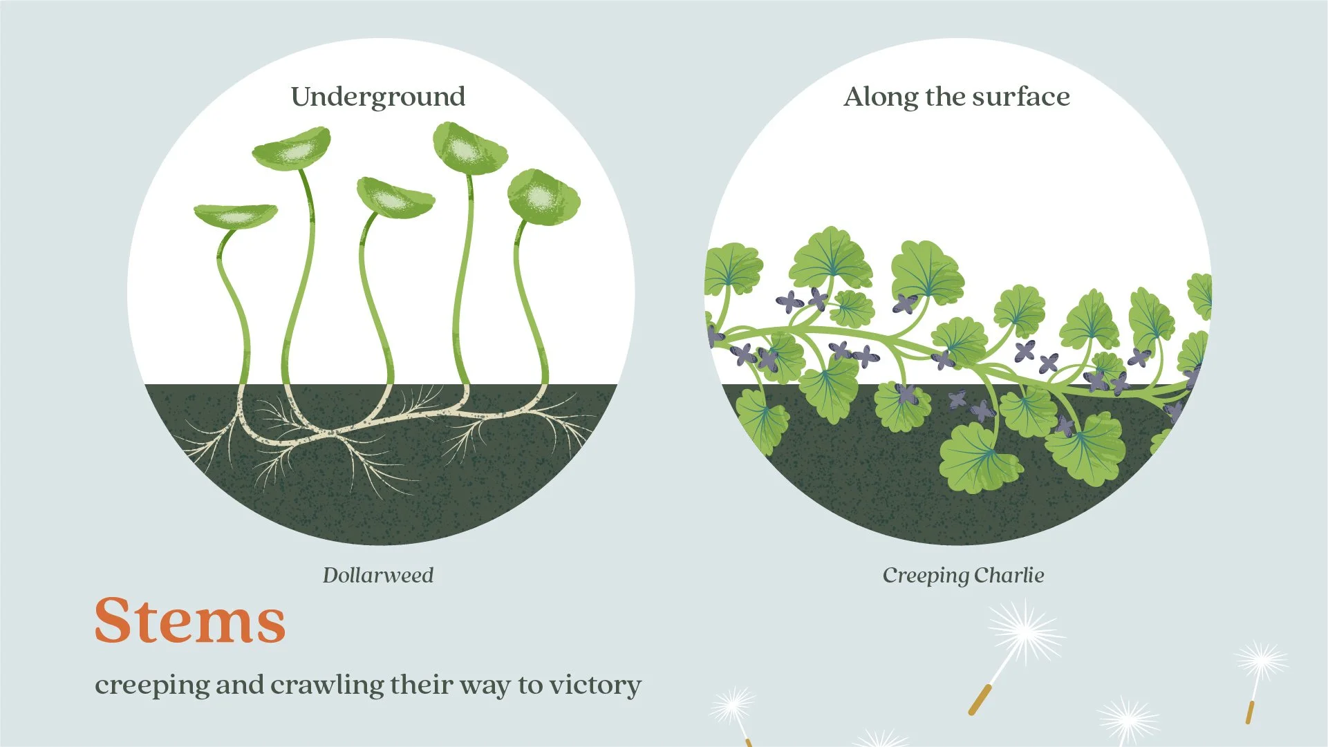 Ortho_Weeds Gone Wild_How Weeds Spread_PYG__02.jpg